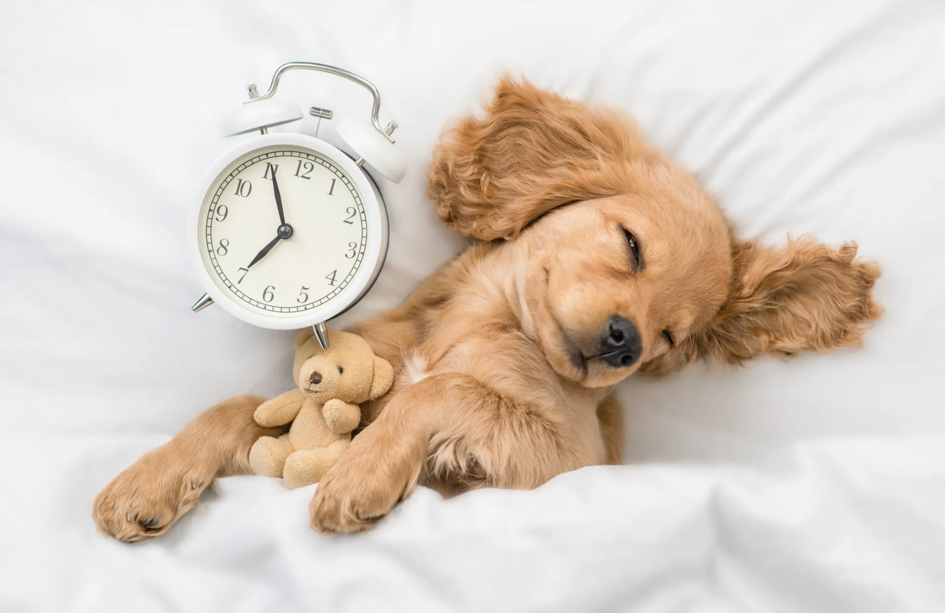 Cachorro bocejando, mostrando que está pronto para dormir.