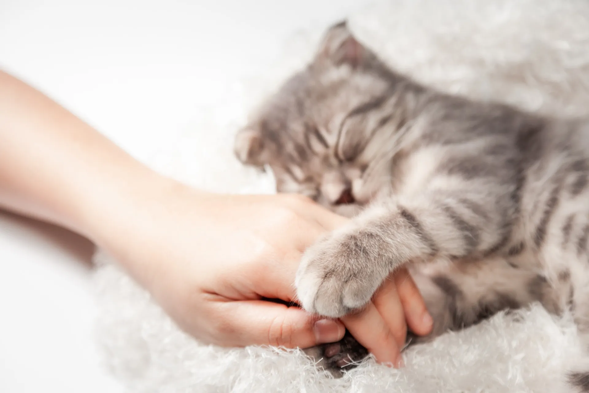 Gato deitado na cama, olhando fixamente para sua dona que tenta dormir.