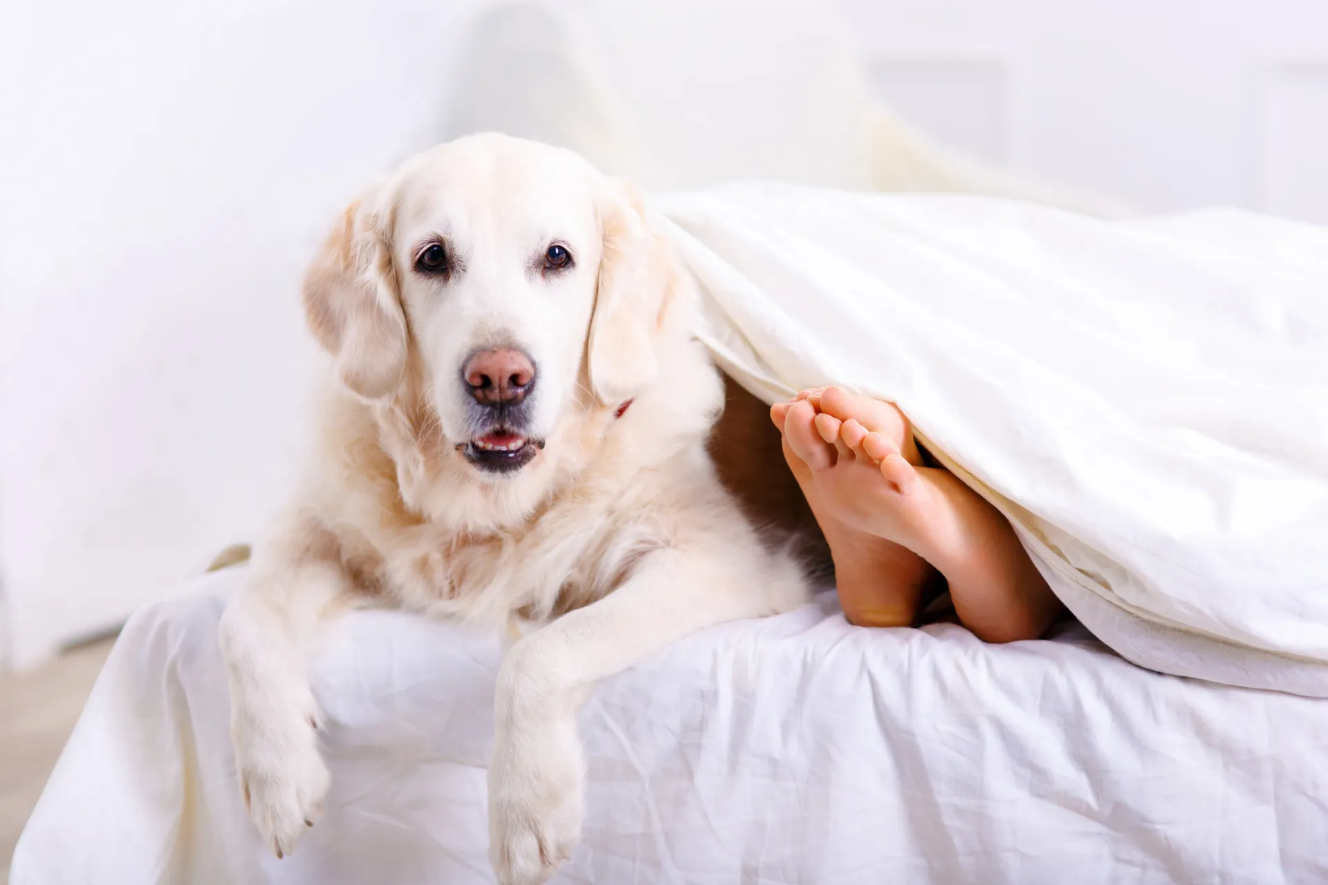 Cachorro alerta e de orelhas em pé, olhando atentamente para a porta do quarto.