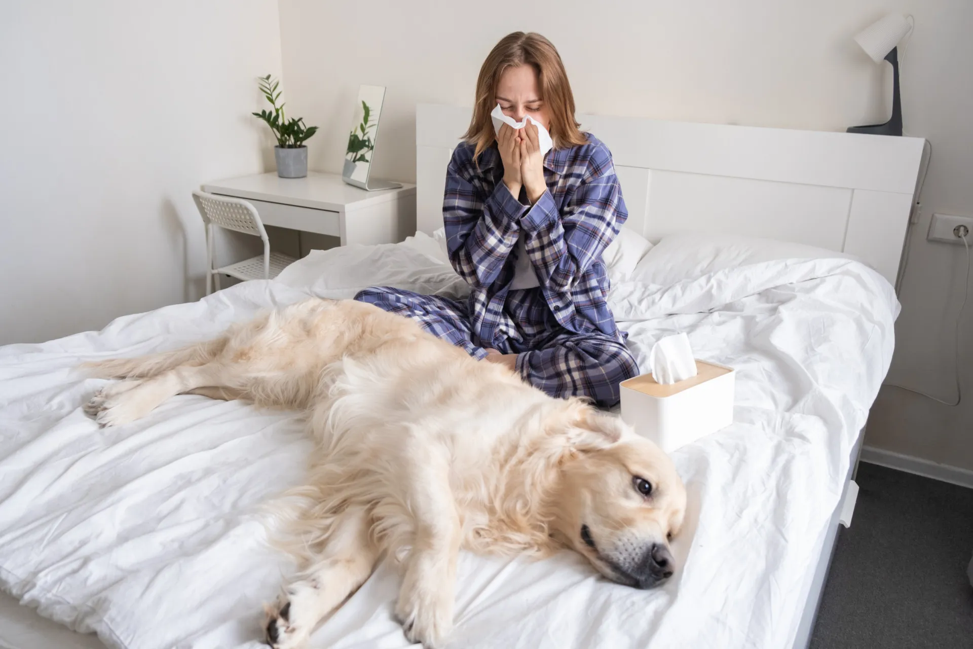 Mulher espirrando na cama devido à alergia ao pelo de seu cachorro.