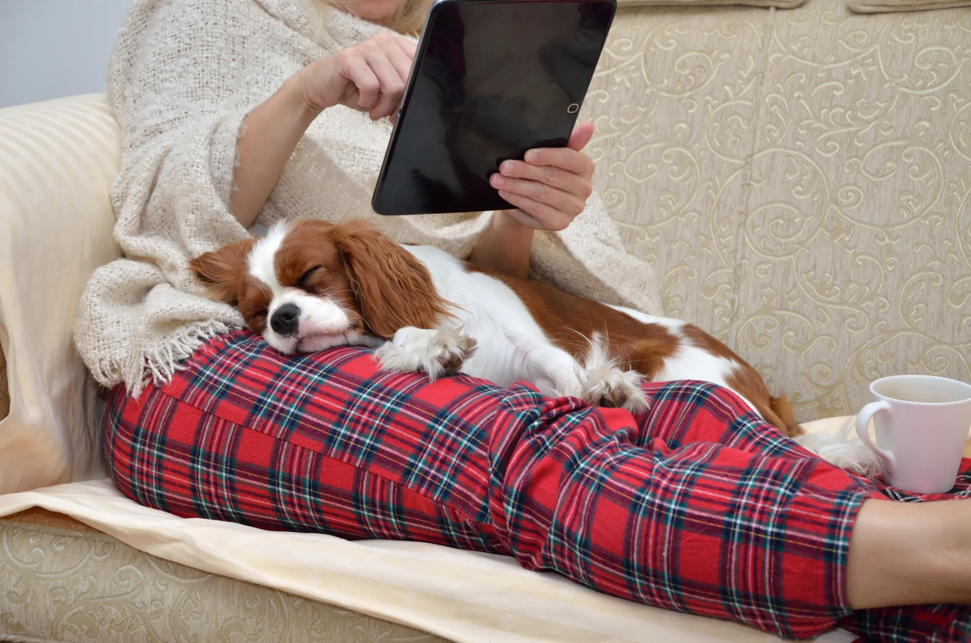 Cachorro roncando alto enquanto dorme na cama ao lado de sua dona.