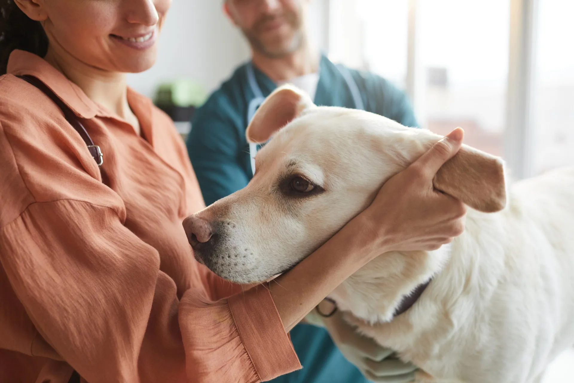 Veterinário examinando um cachorro sorridente em uma clínica.