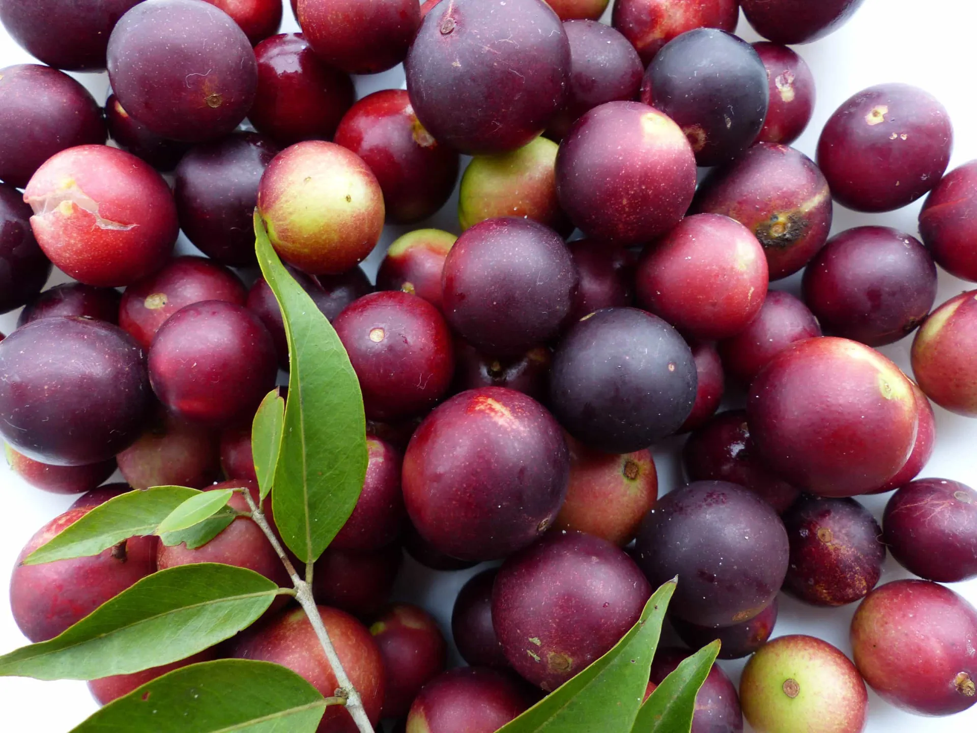 Uvas vermelhas e uma taça de vinho tinto, famosos por seu conteúdo de flavonoides.