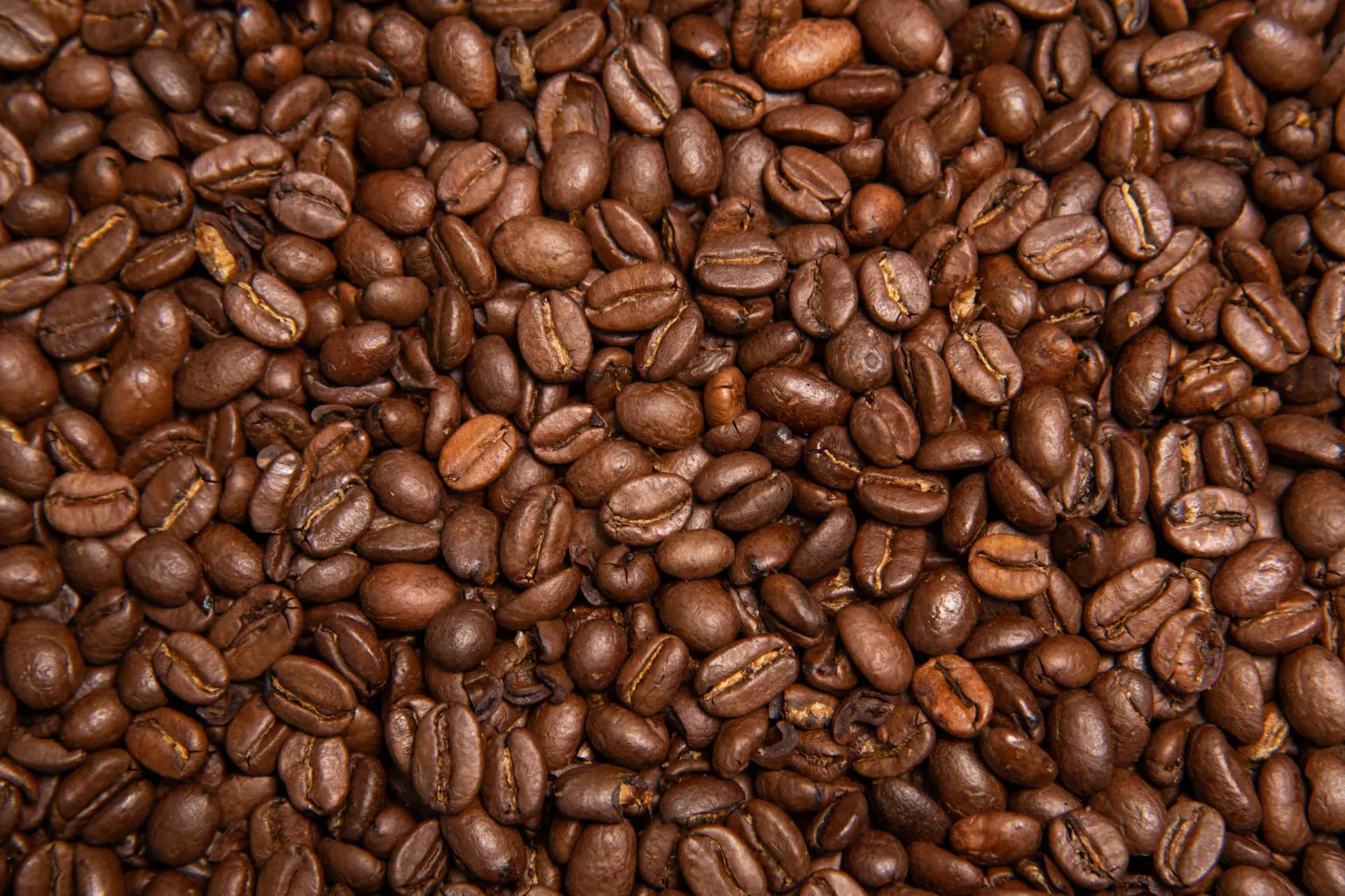 Molécula de ácido clorogênico, o principal polifenol antioxidante encontrado no café.