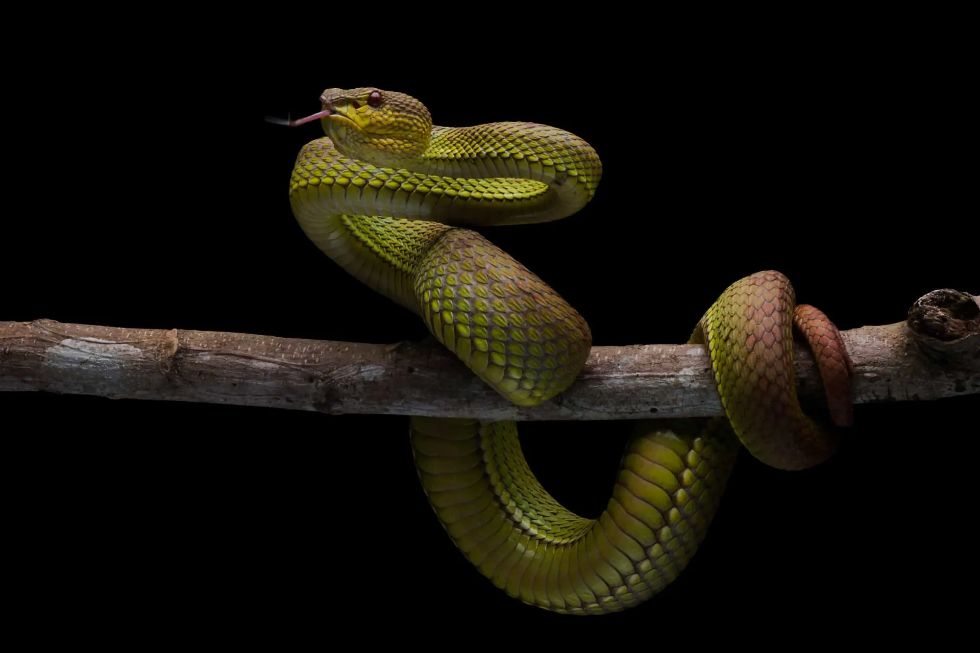 Uma cobra se movendo na neve, um comportamento extremamente incomum para um animal de sangue frio.