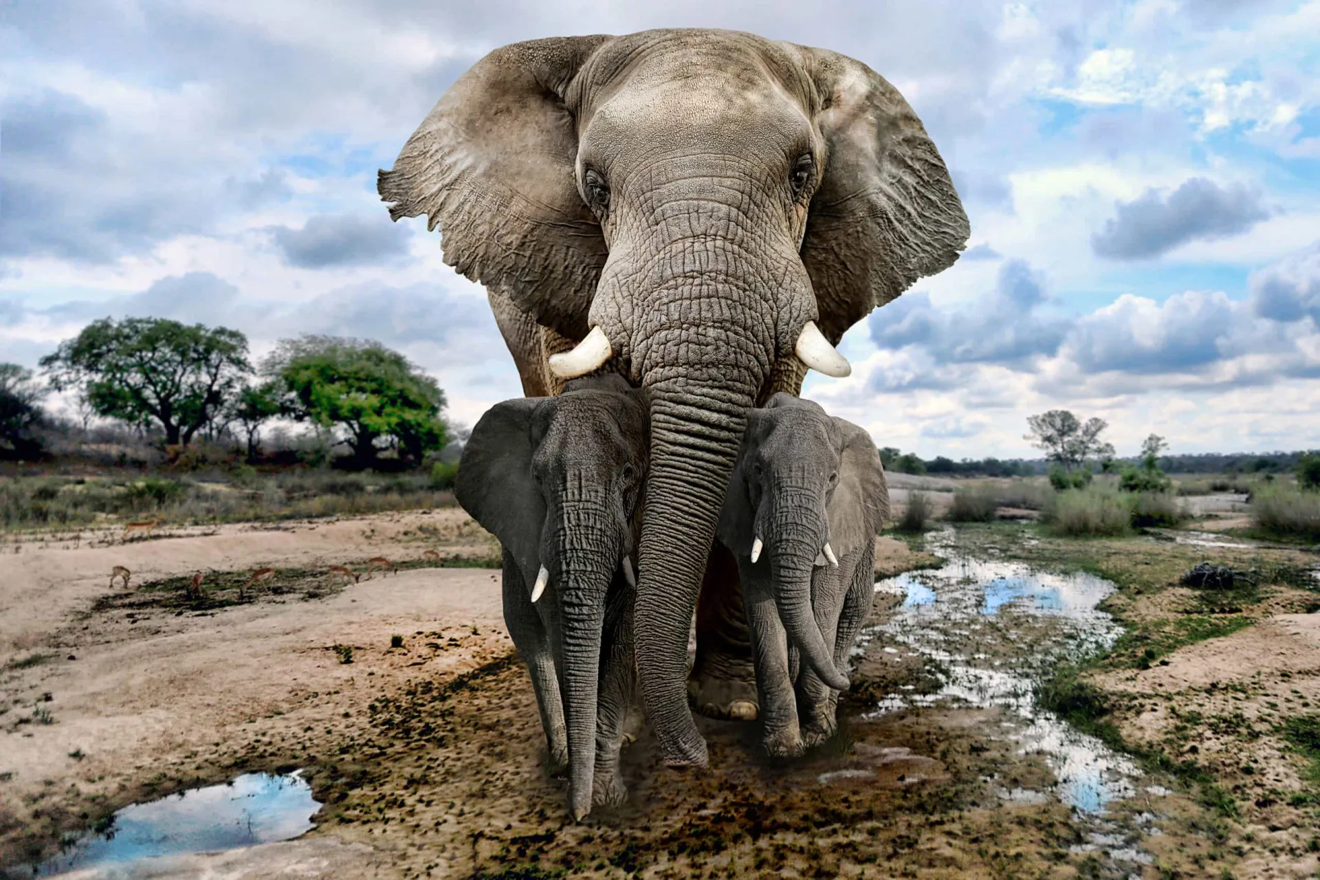 Um elefante caminhando em uma floresta densa, parecendo atento ao seu redor.