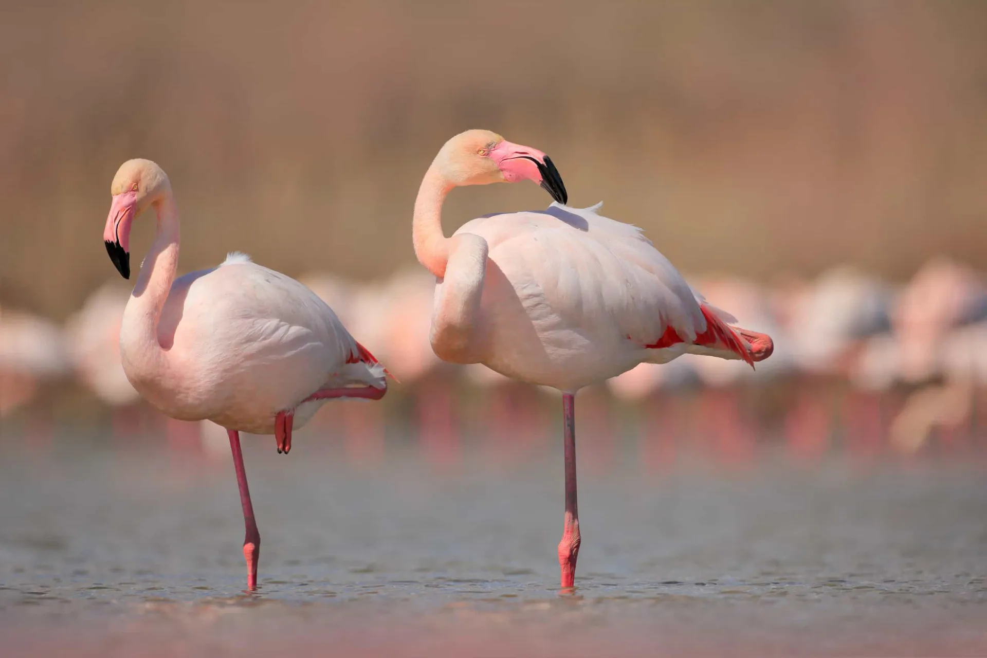 Um grupo de flamingos voando sobre uma área alagada, fugindo para um local seguro.