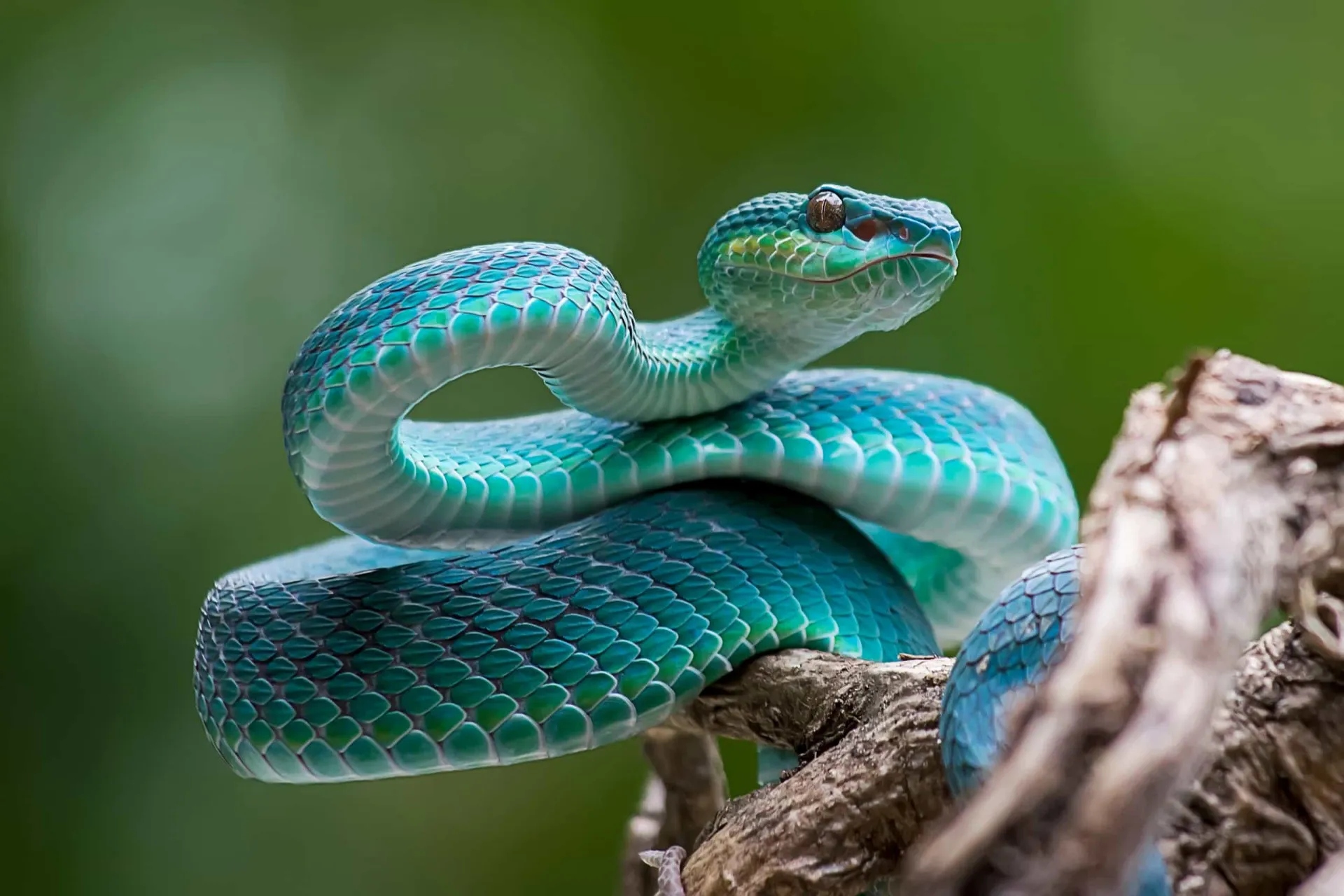 Uma cobra saindo de sua toca em um ambiente rochoso, parecendo alerta e sensível.
