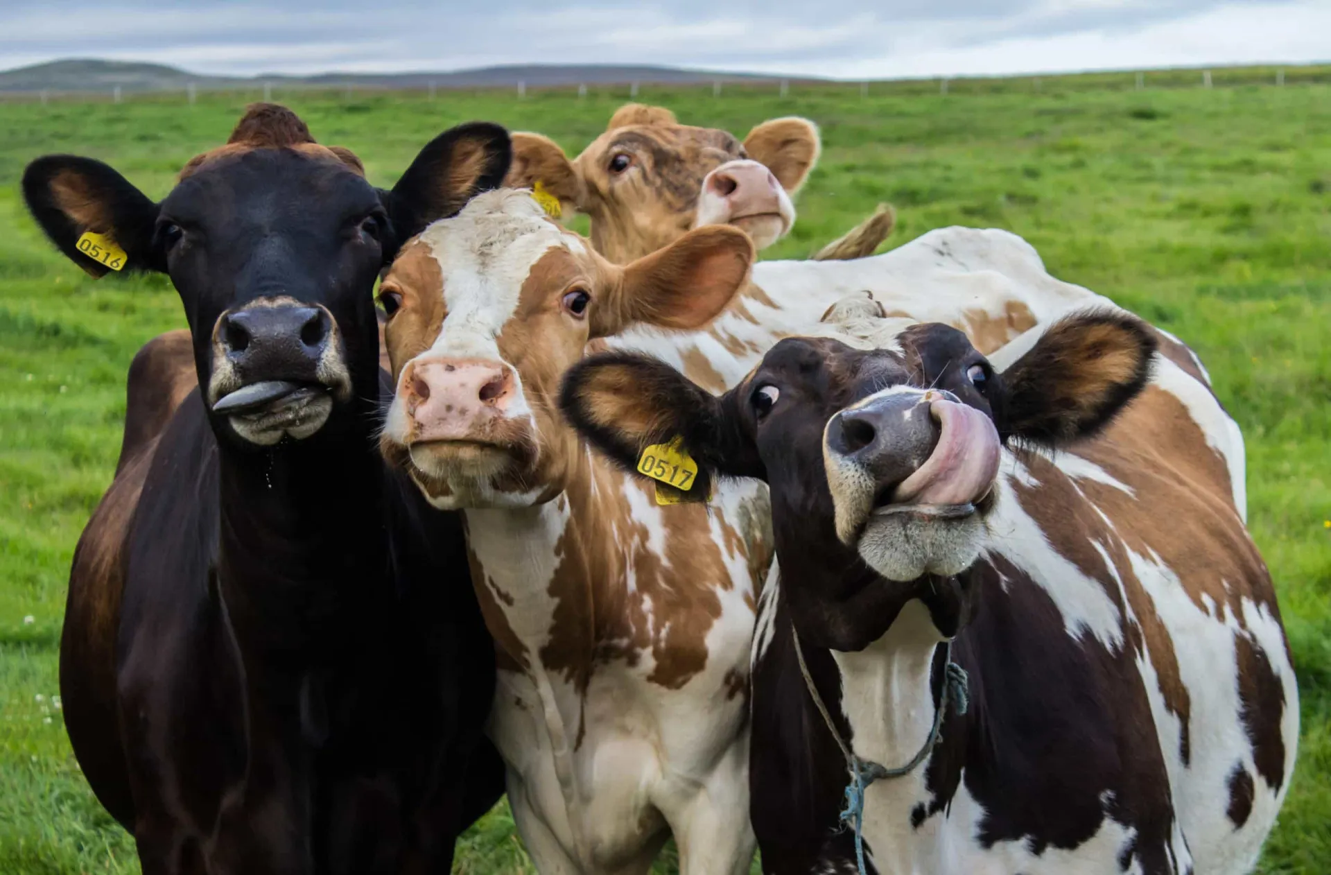 Vacas e ovelhas pastando em uma fazenda na Itália, com montanhas ao fundo.