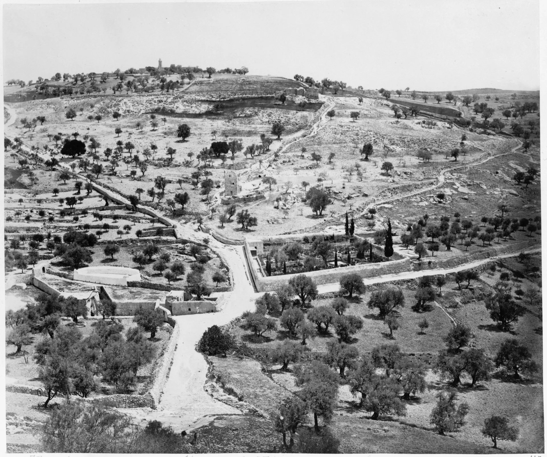 Uma paisagem ensolarada de Israel, com oliveiras e campos de trigo se estendendo até o horizonte.