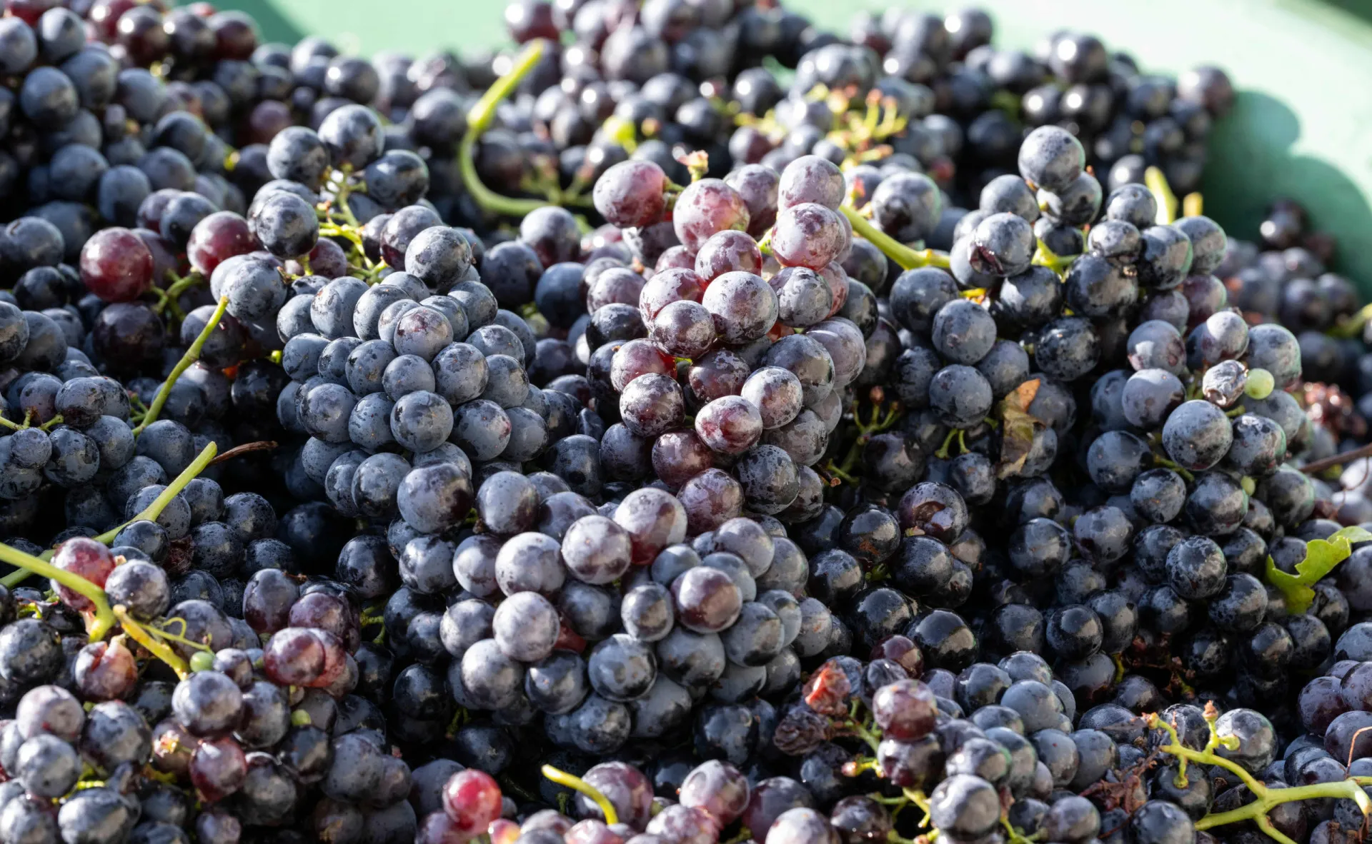 Cachos de uvas roxas maduras pendurados em uma videira, banhados pela luz do sol.