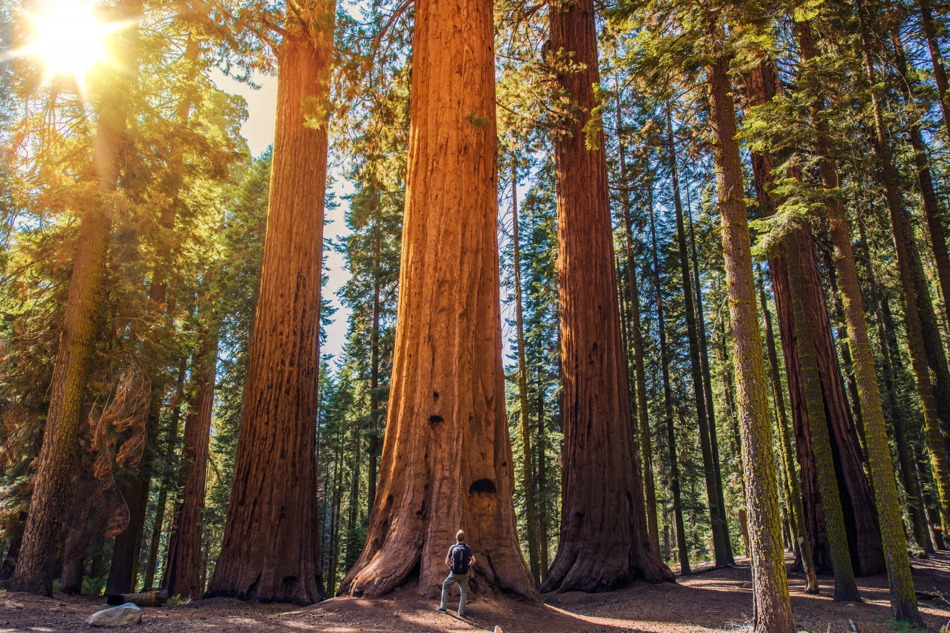 Árvores gigantes e antigas no Parque Nacional de Redwood, na Califórnia.