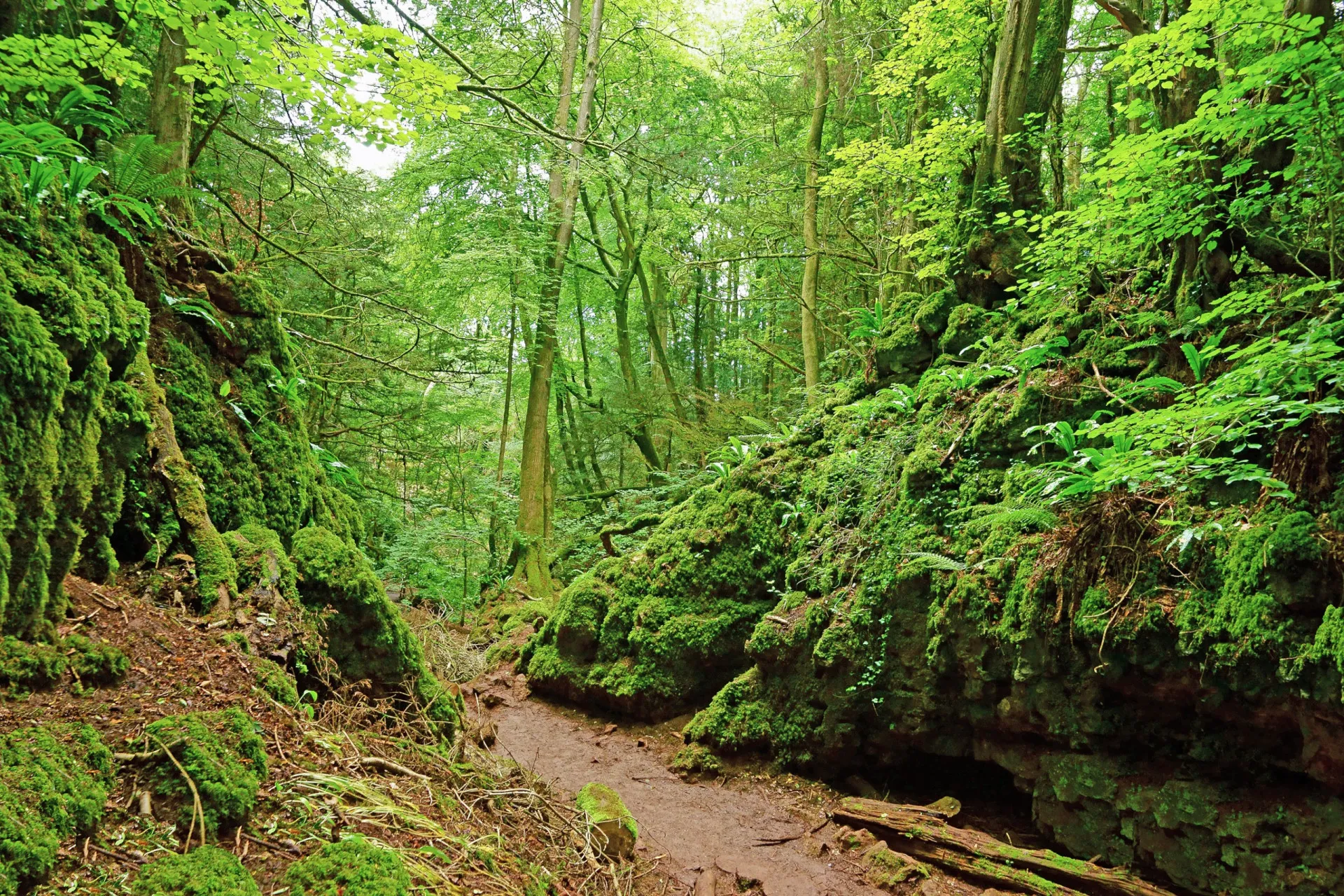 Floresta densa e mística de Puzzlewood, com árvores cobertas de musgo.