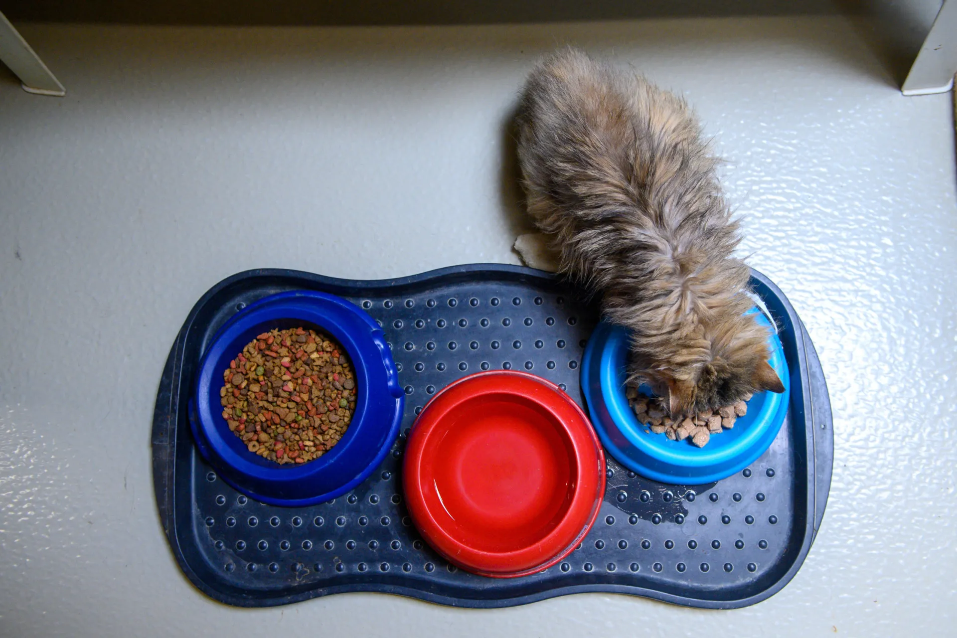 Duas tigelas de comida para pets, uma com ração seca e outra com água, em um piso de madeira.