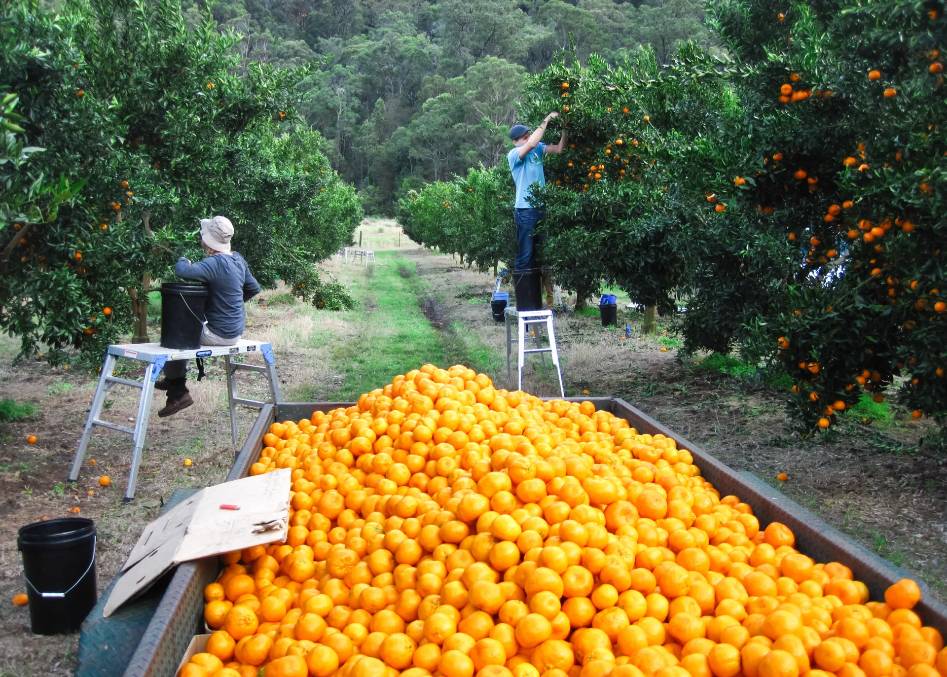 Plantação de trigo gigante na Austrália, mostrando sua enorme capacidade agrícola.