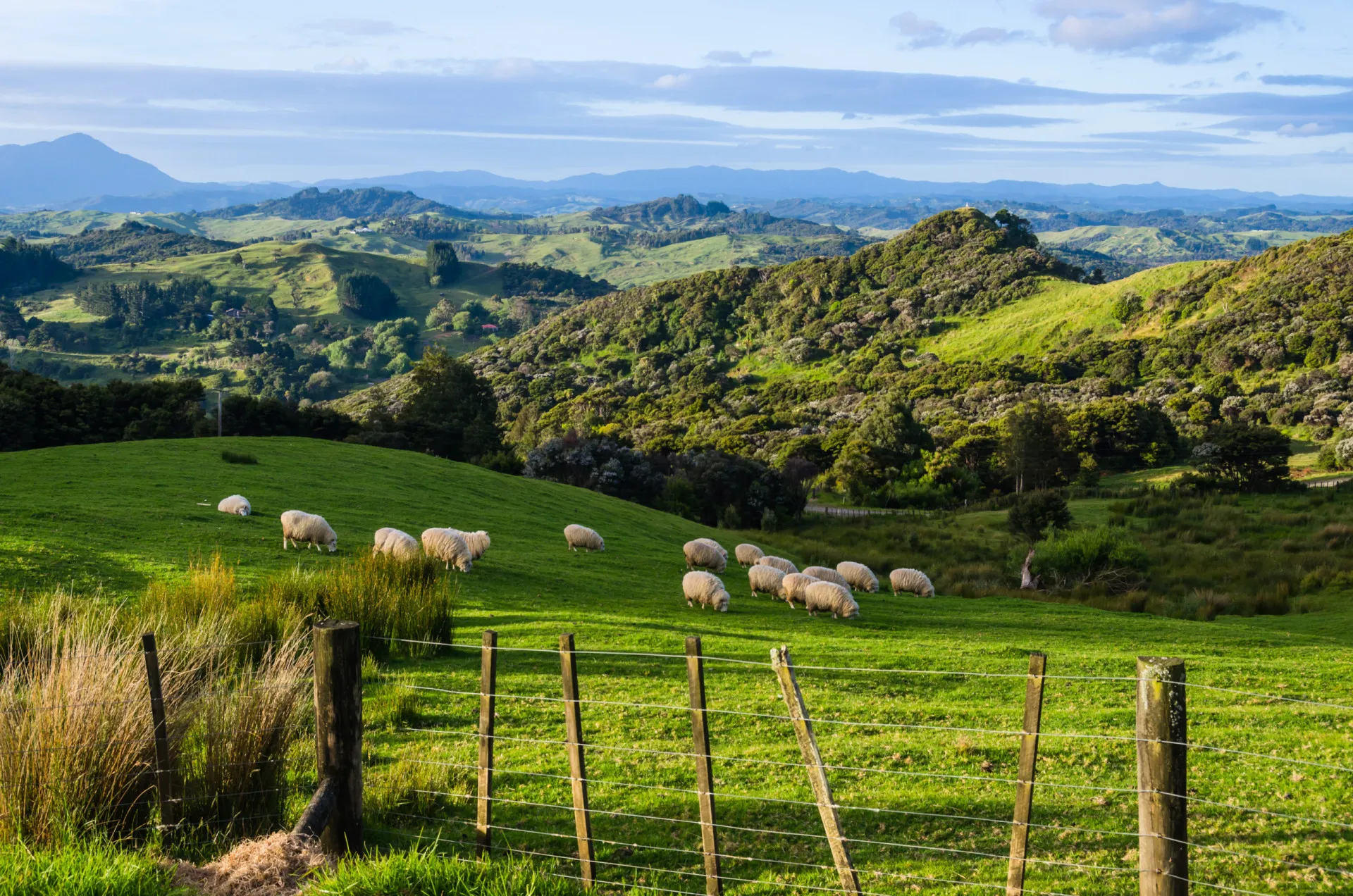 Rebanho de ovelhas pastando em um campo verde na Nova Zelândia, símbolo de sua produção alimentícia.