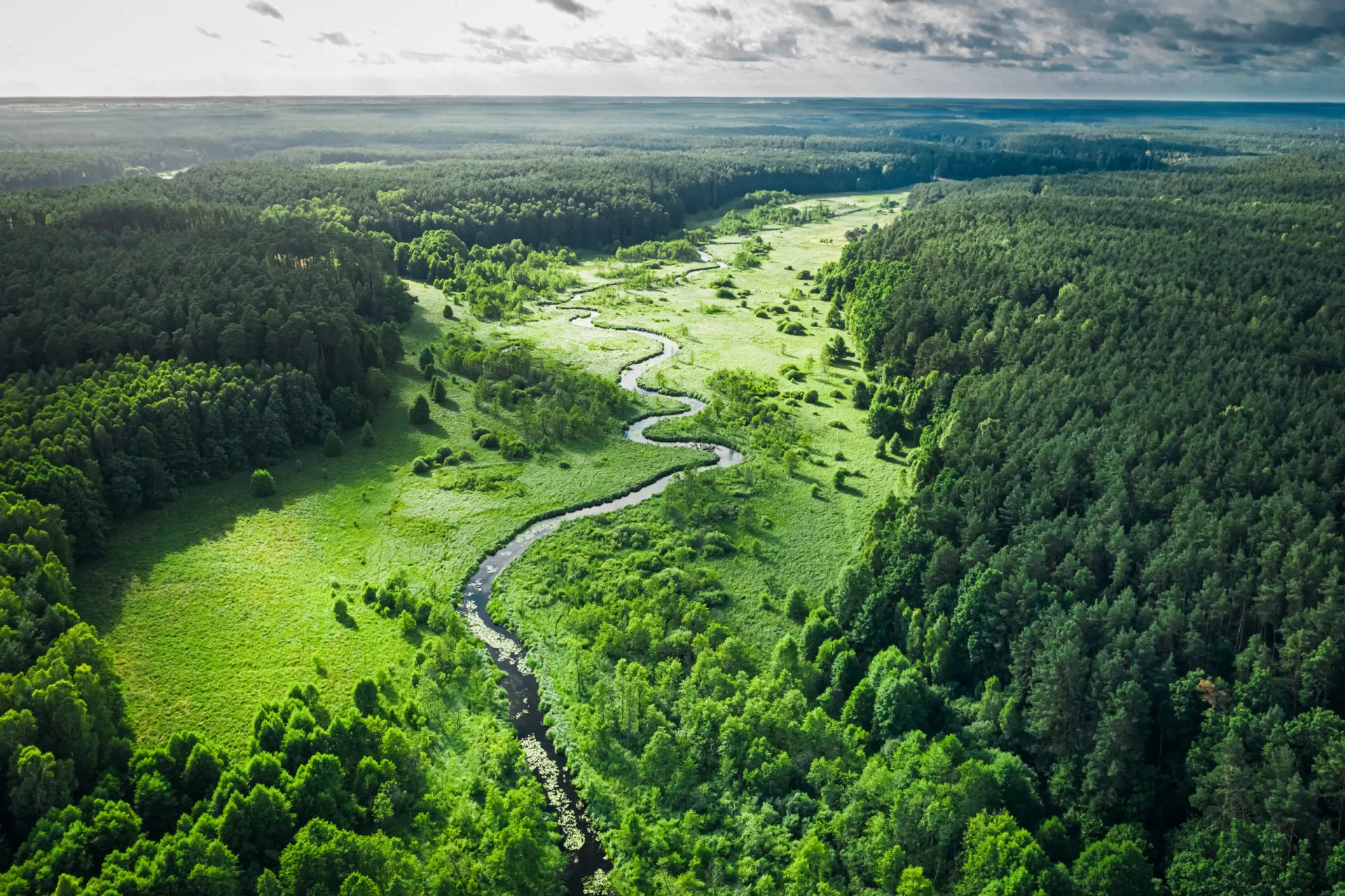 Floresta densa e antiga na Polônia, semelhante ao ambiente que as tribos locais habitavam.