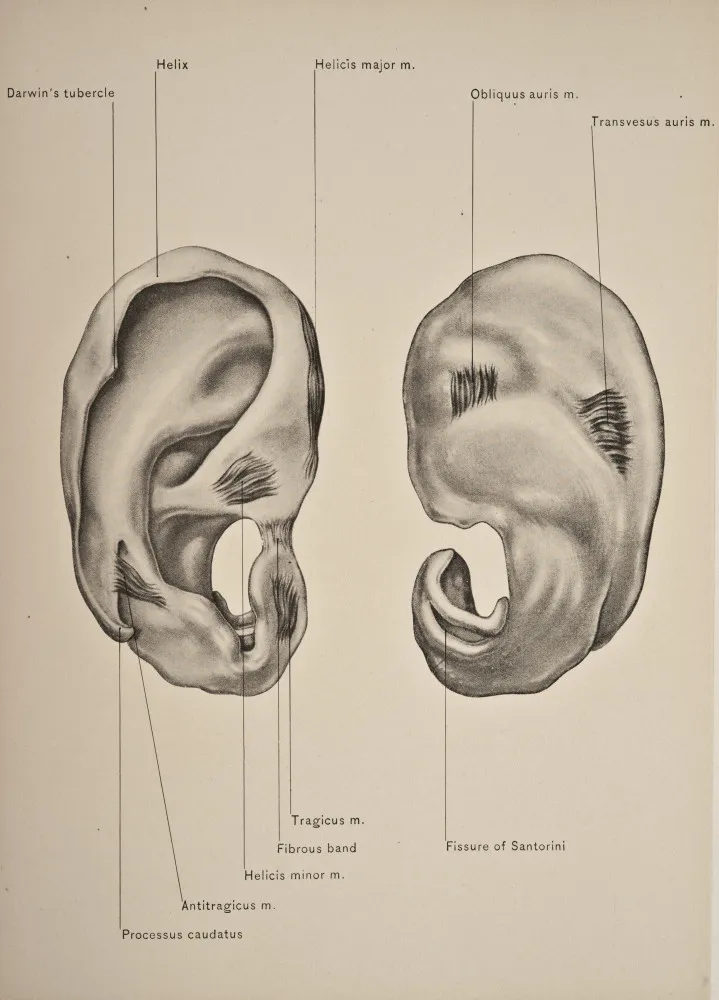 Orelha humana com destaque para o Tubérculo de Darwin, uma pequena protuberância na borda.