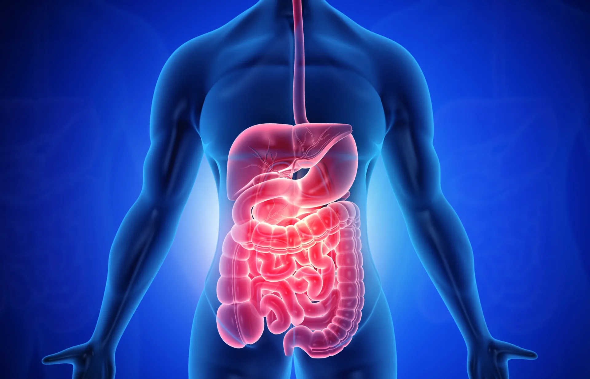 Diagrama mostrando o sistema digestivo de um herbívoro em comparação com o de um humano.