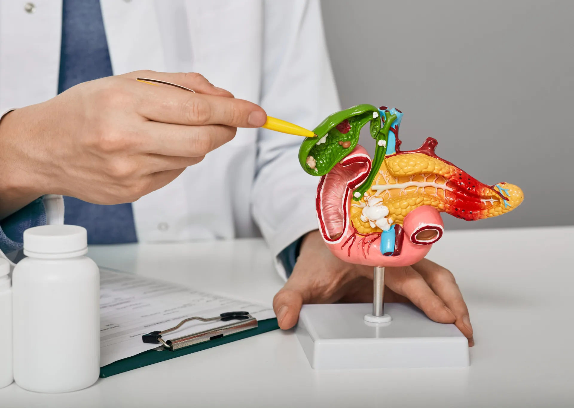 Ilustração médica mostrando a vesícula biliar e sua conexão com o fígado e o intestino.