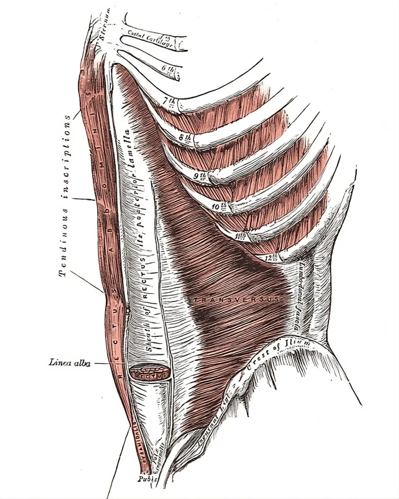 Ilustração da região abdominal inferior mostrando o músculo piramidal.