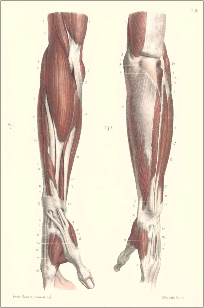 Ilustração anatômica do antebraço mostrando o músculo palmar longo.