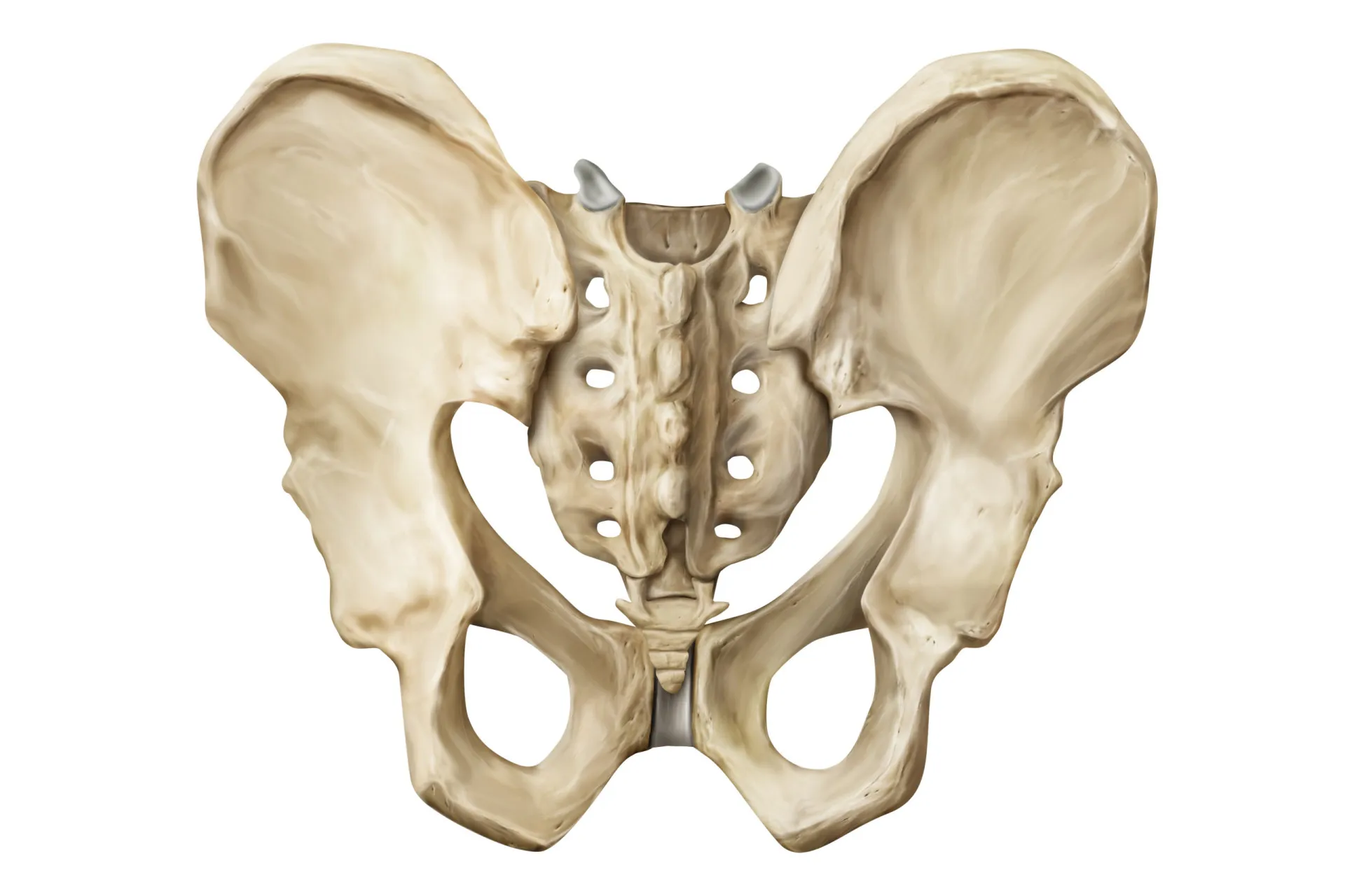 Esqueleto humano com destaque para o cóccix, o osso final da coluna vertebral.