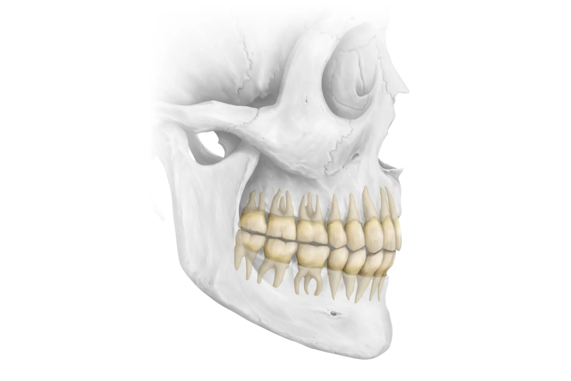 Dentista mostrando um modelo de arcada dentária para um paciente.
