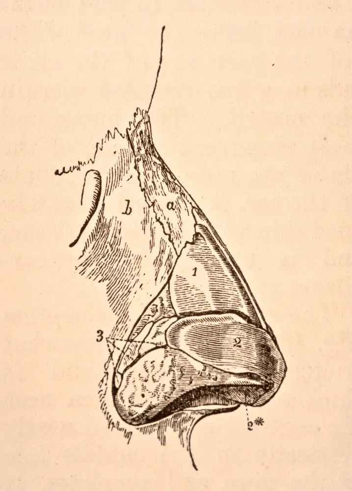 Médico examinando a cavidade nasal de um paciente.