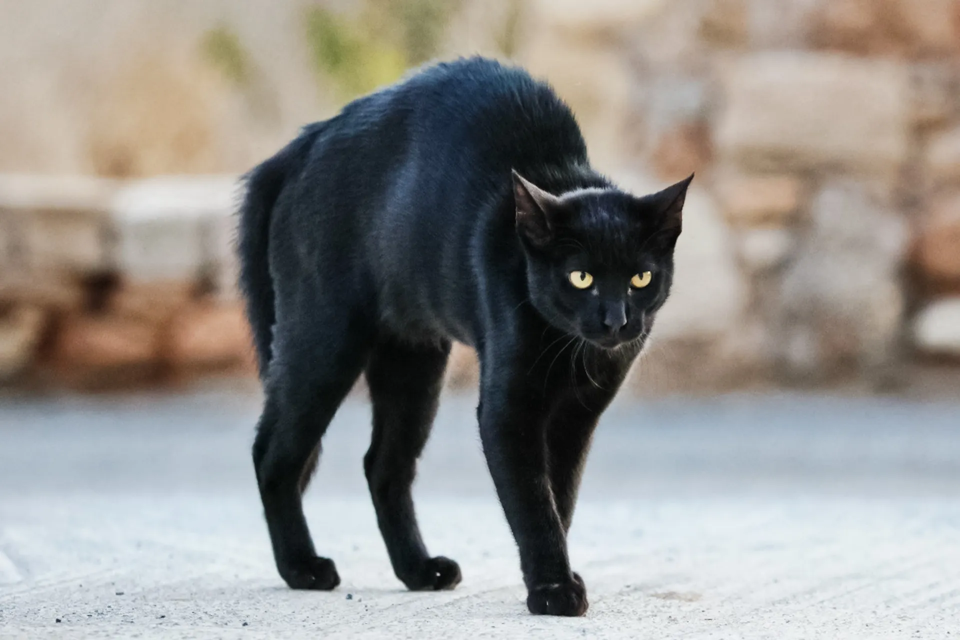 Gato com os pelos eriçados, parecendo maior e mais ameaçador.