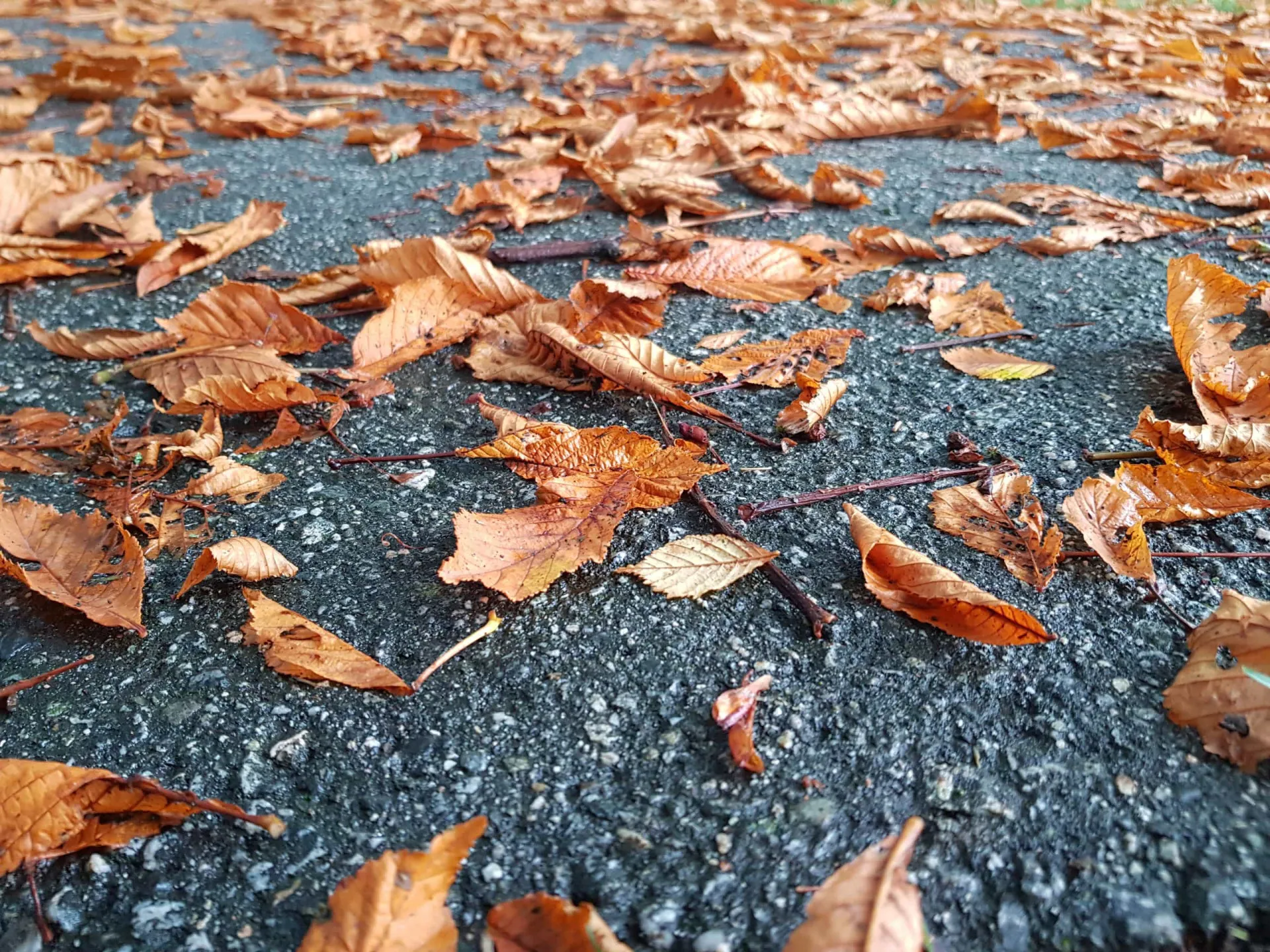 Pés calçados com botas pisando em um tapete de folhas secas no chão.