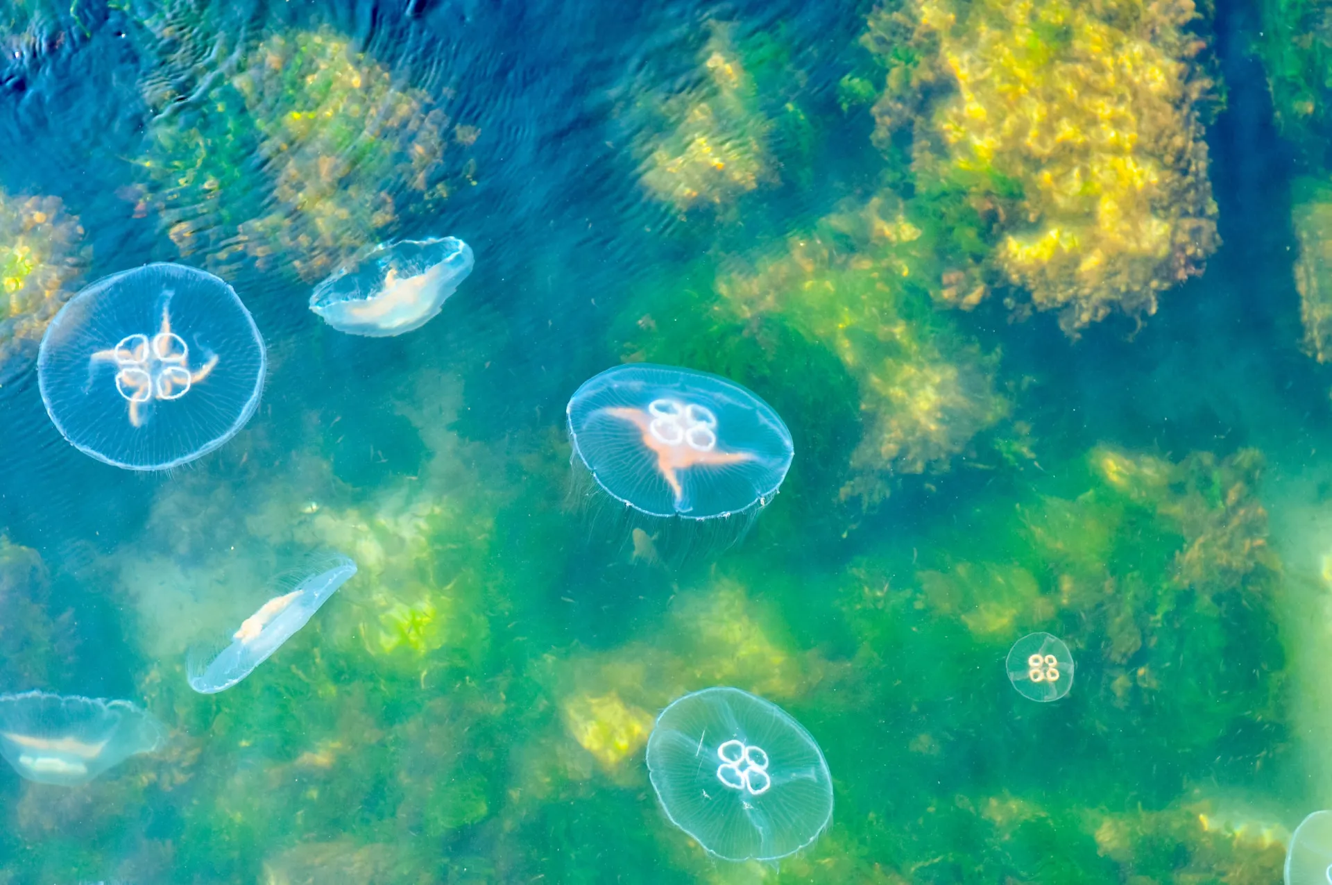 Cardume de peixes e outras formas de vida marinha nadando perto de corais.