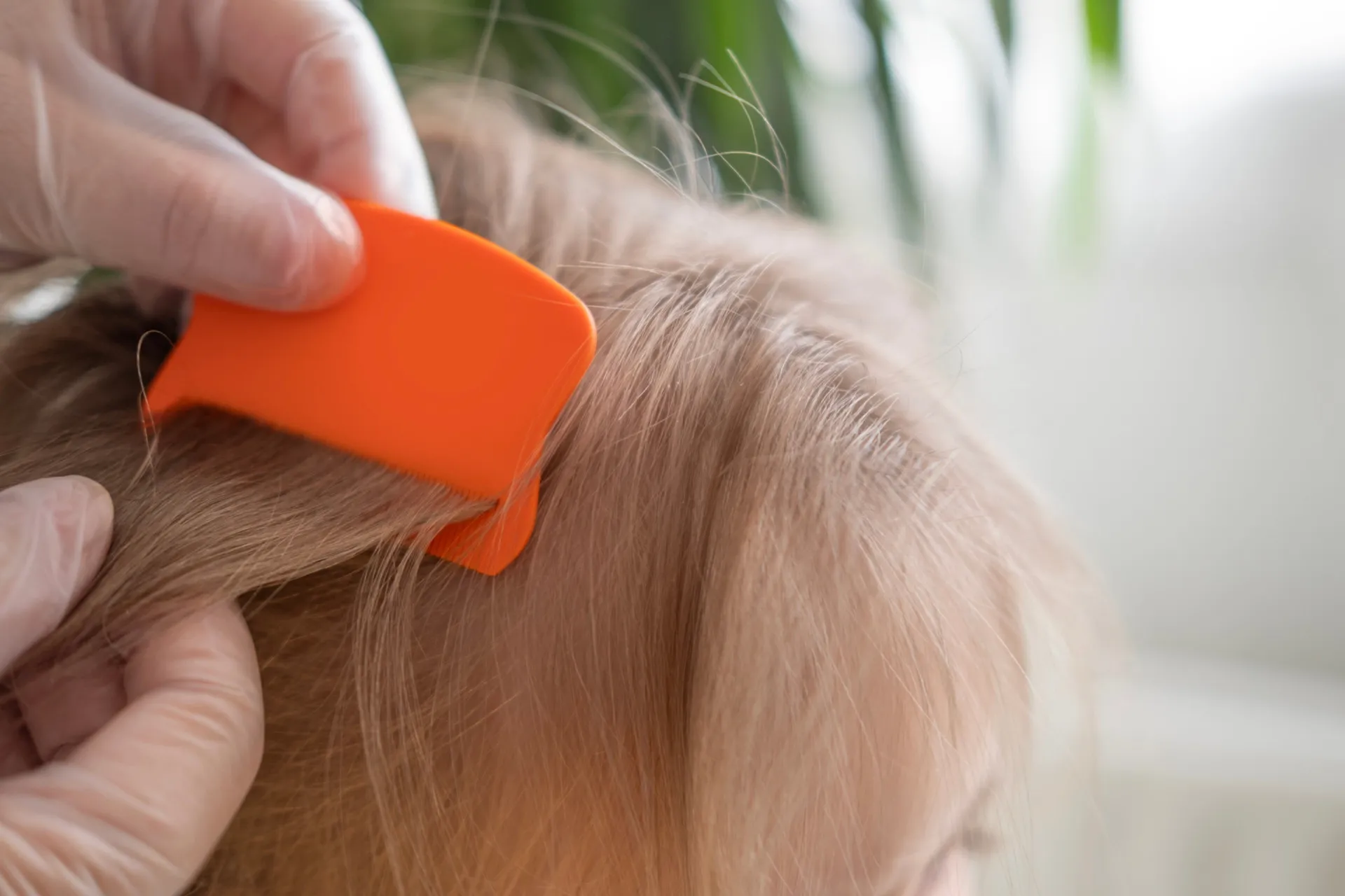 Mão usando um pente fino em uma mecha de cabelo para remover lêndeas.