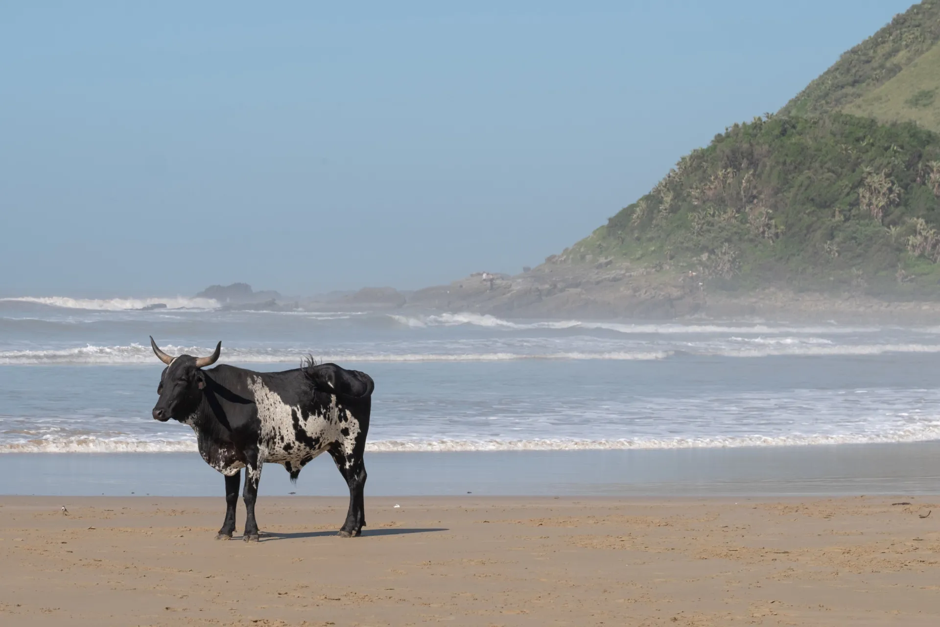 Gado da raça Nguni caminhando pela areia em Second Beach.