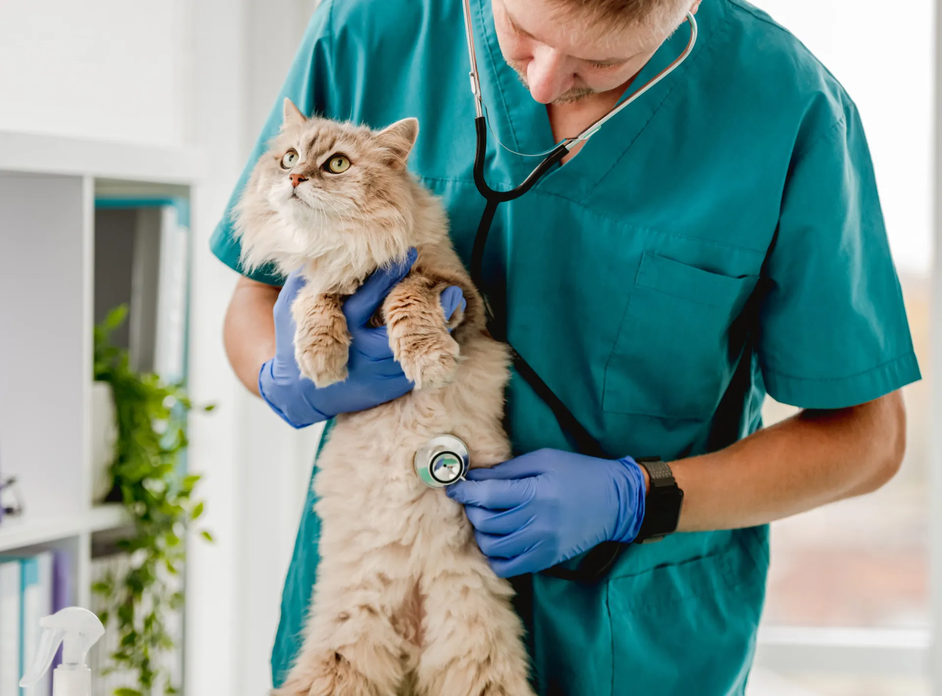 Um gato sendo cuidadosamente examinado por um veterinário em uma clínica.