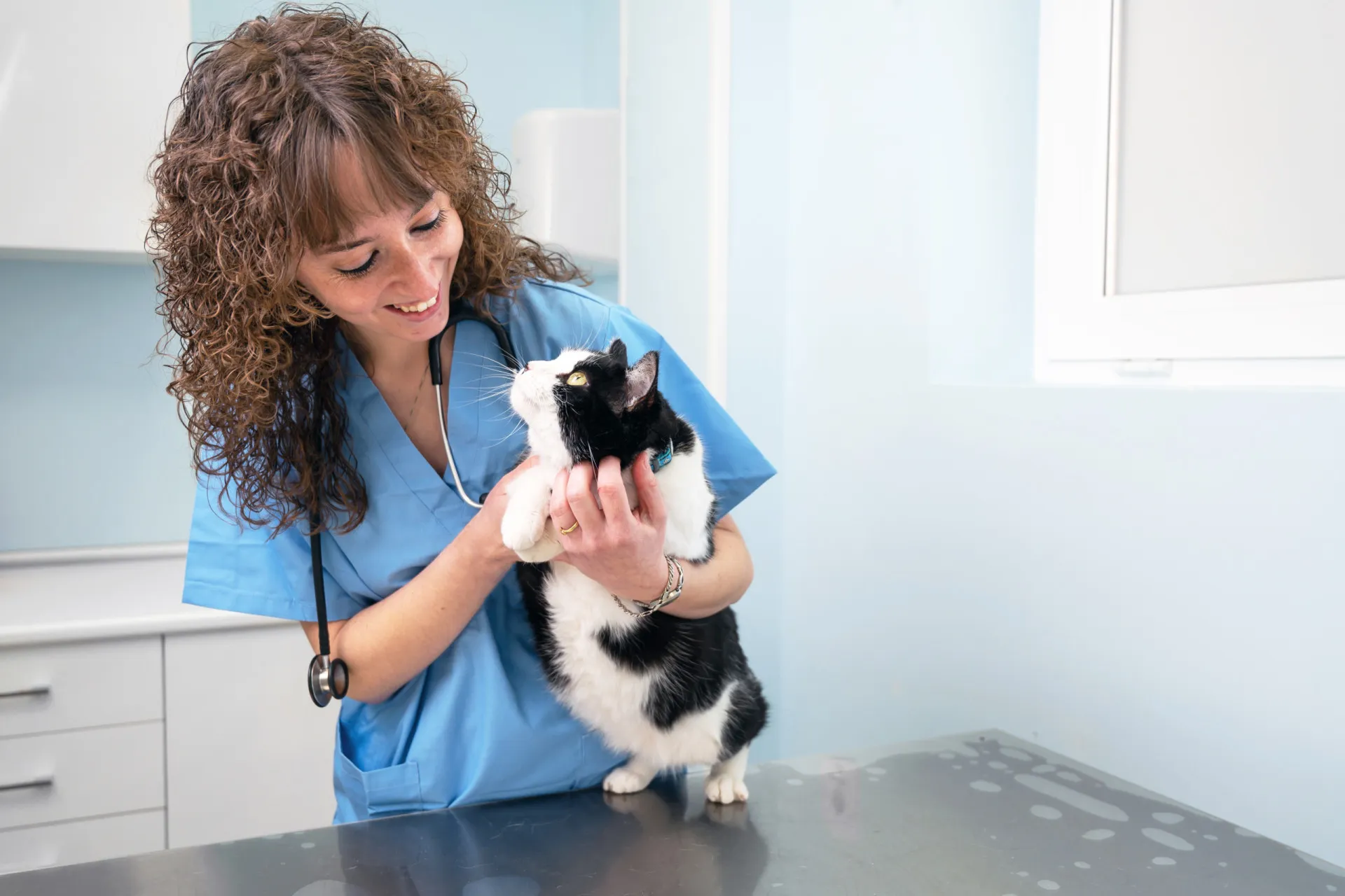 Um gato mais velho com pelos desgrenhados e aparência magra, sinais de hipertireoidismo.