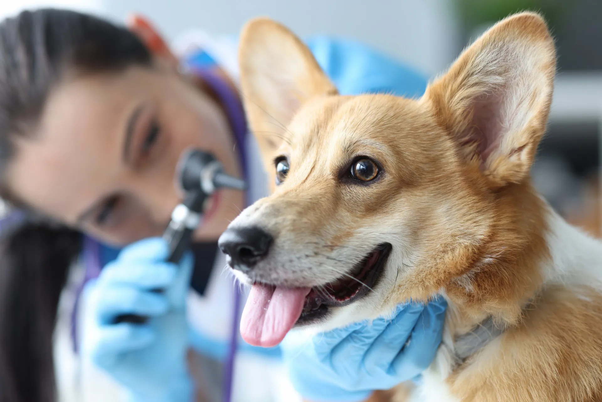 Um veterinário realizando um exame de fezes em um laboratório para detectar a presença de parasitas.