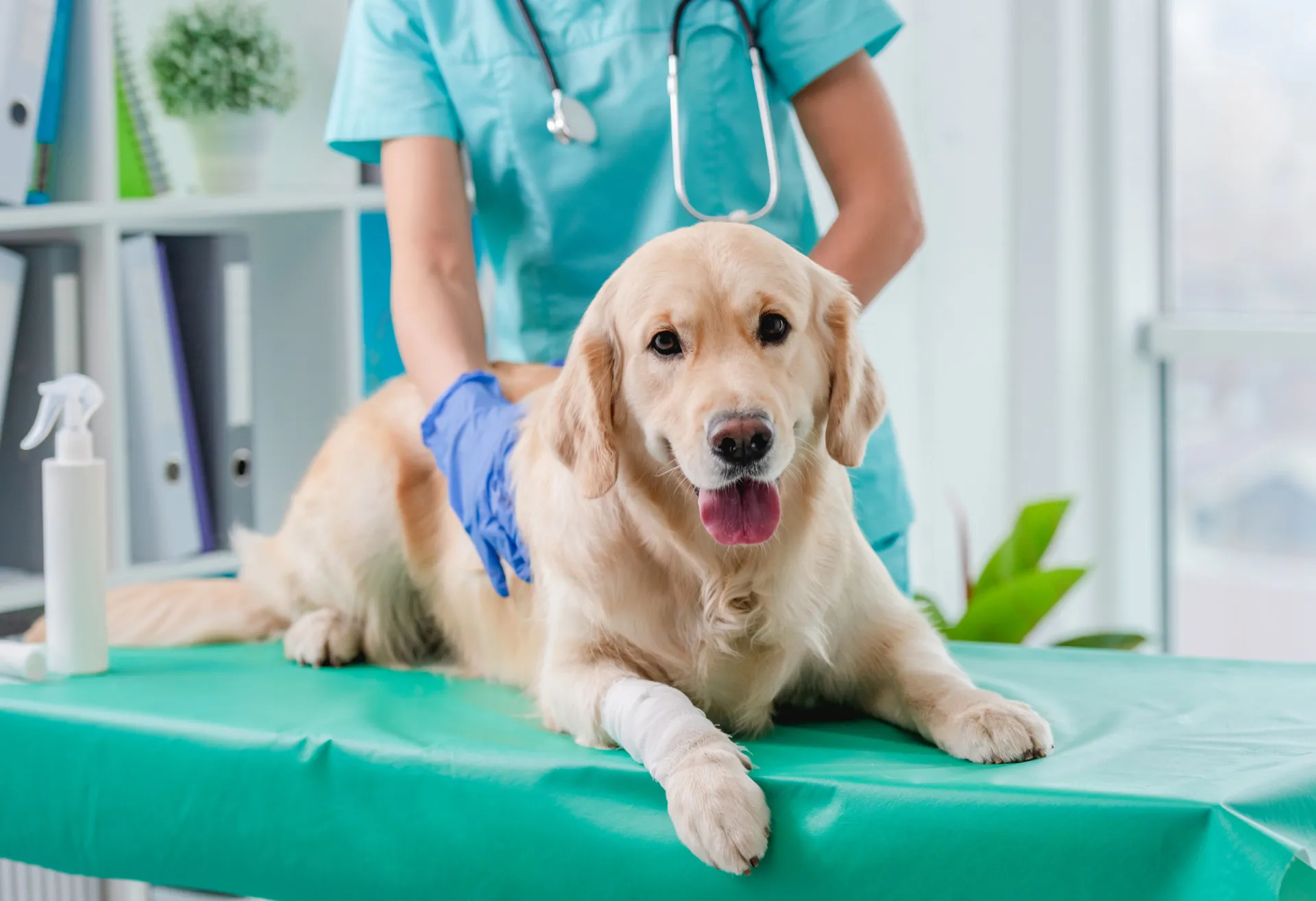 Um cão com sobrepeso e áreas de perda de pelo, sintomas clássicos de hipotireoidismo.