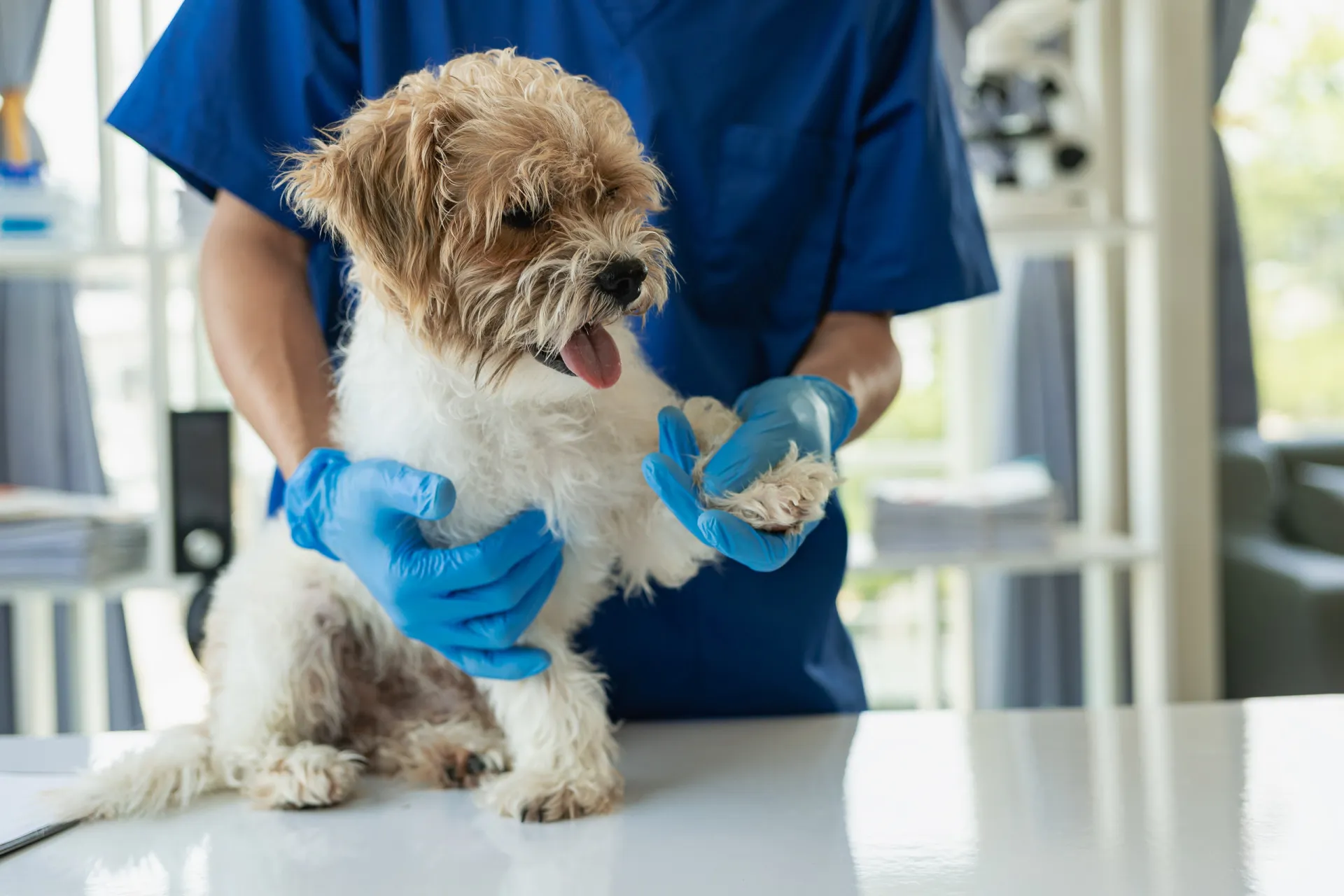Uma pessoa aplicando uma injeção de insulina em um cachorro com cuidado.