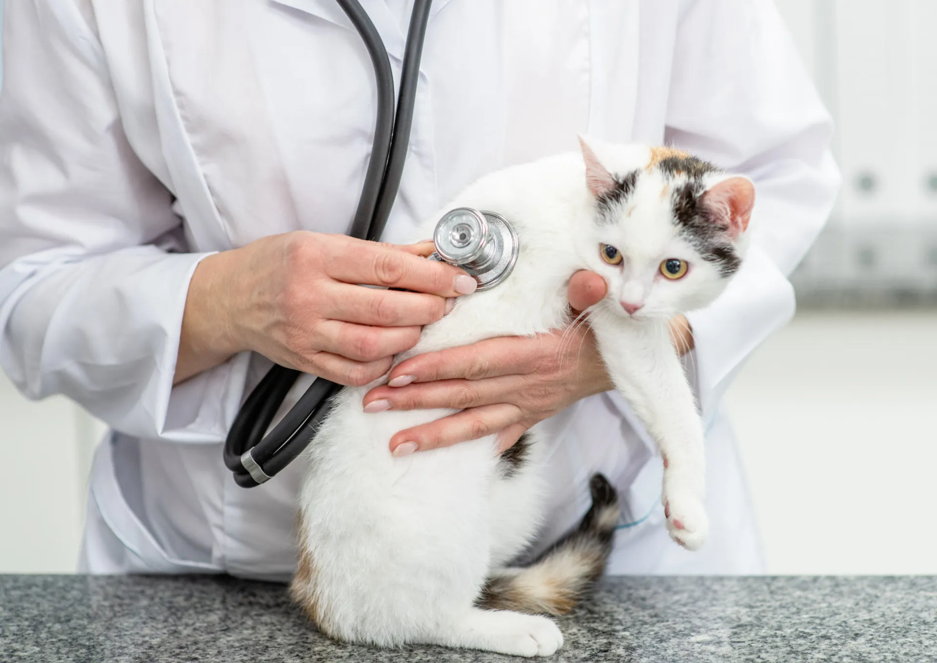 Um gato com dificuldade para pular em um móvel, um sinal clássico de dor articular.