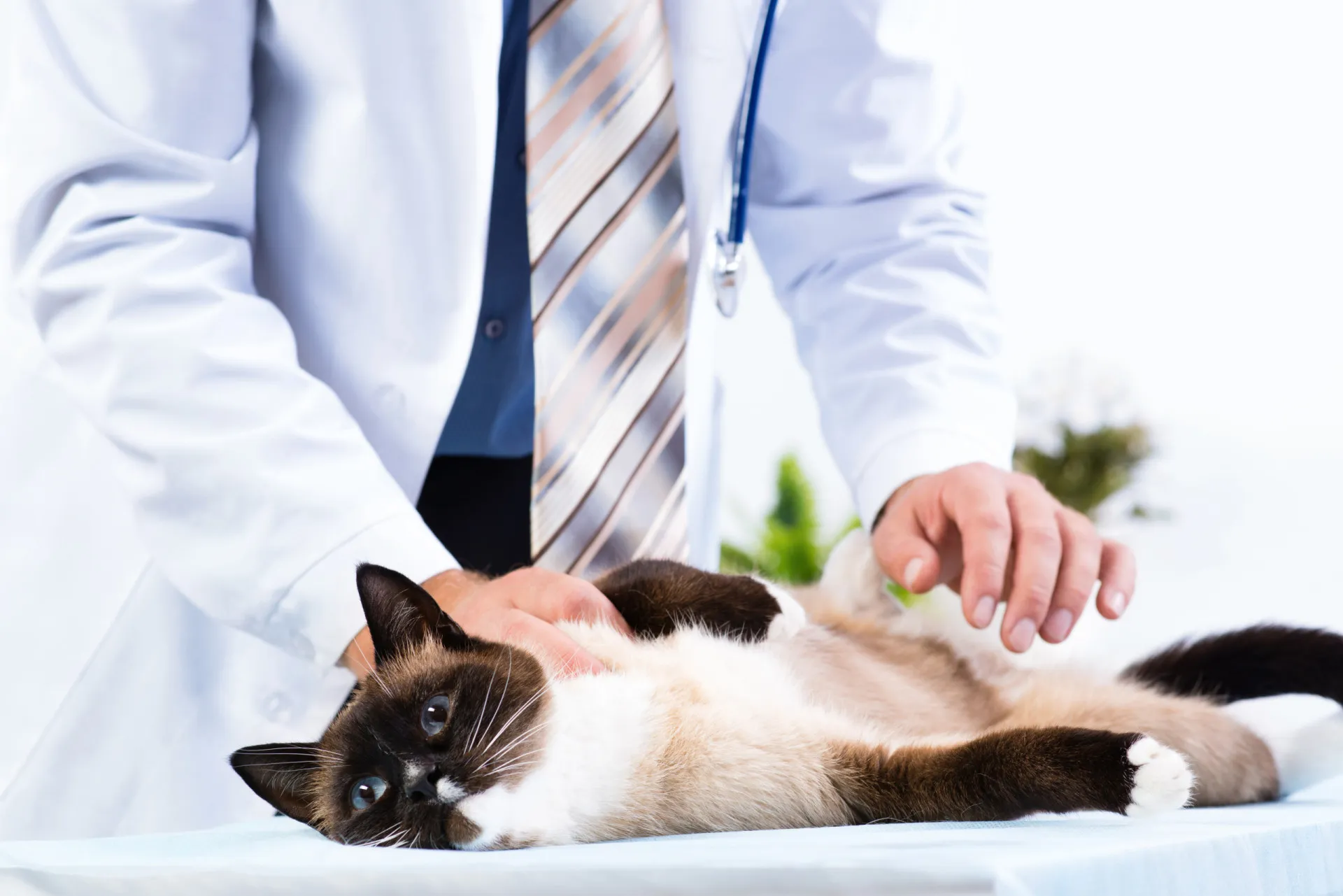 Um veterinário examinando a pele de um cachorro com uma lupa.