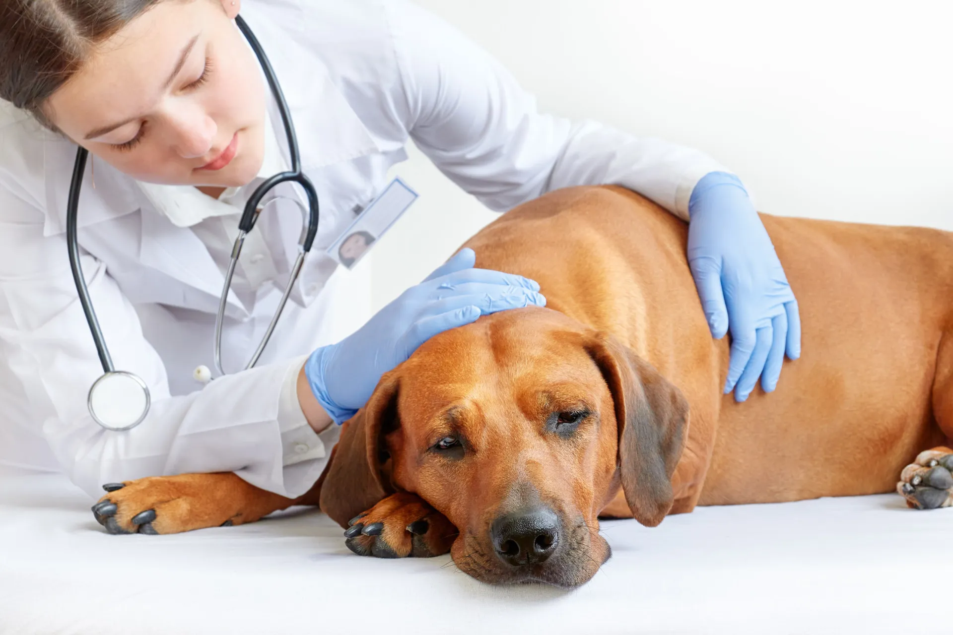 Uma pessoa fazendo uma massagem suave na pata de um cachorro idoso.