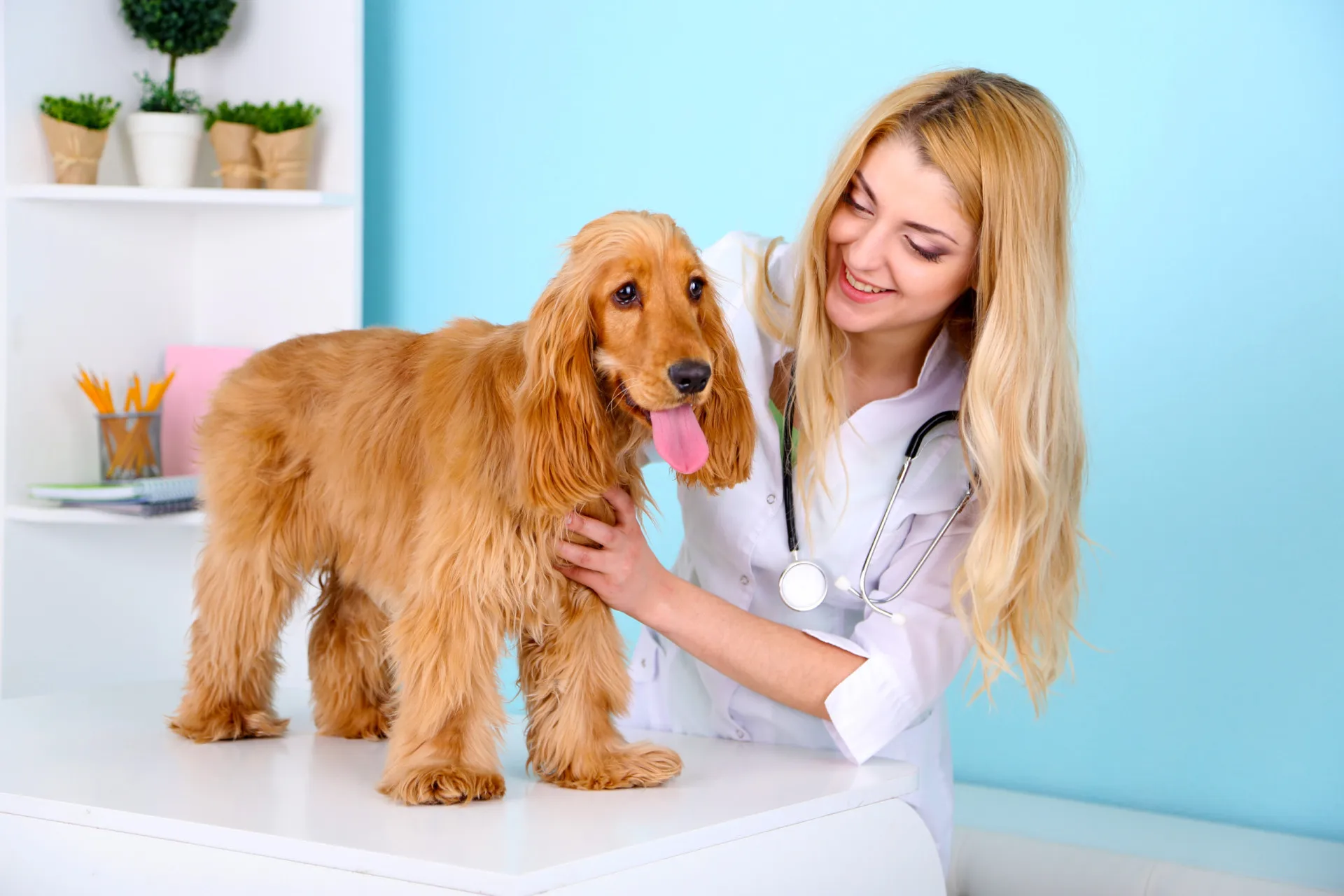 Um cachorro deitado de lado, parecendo desorientado após uma possível convulsão.