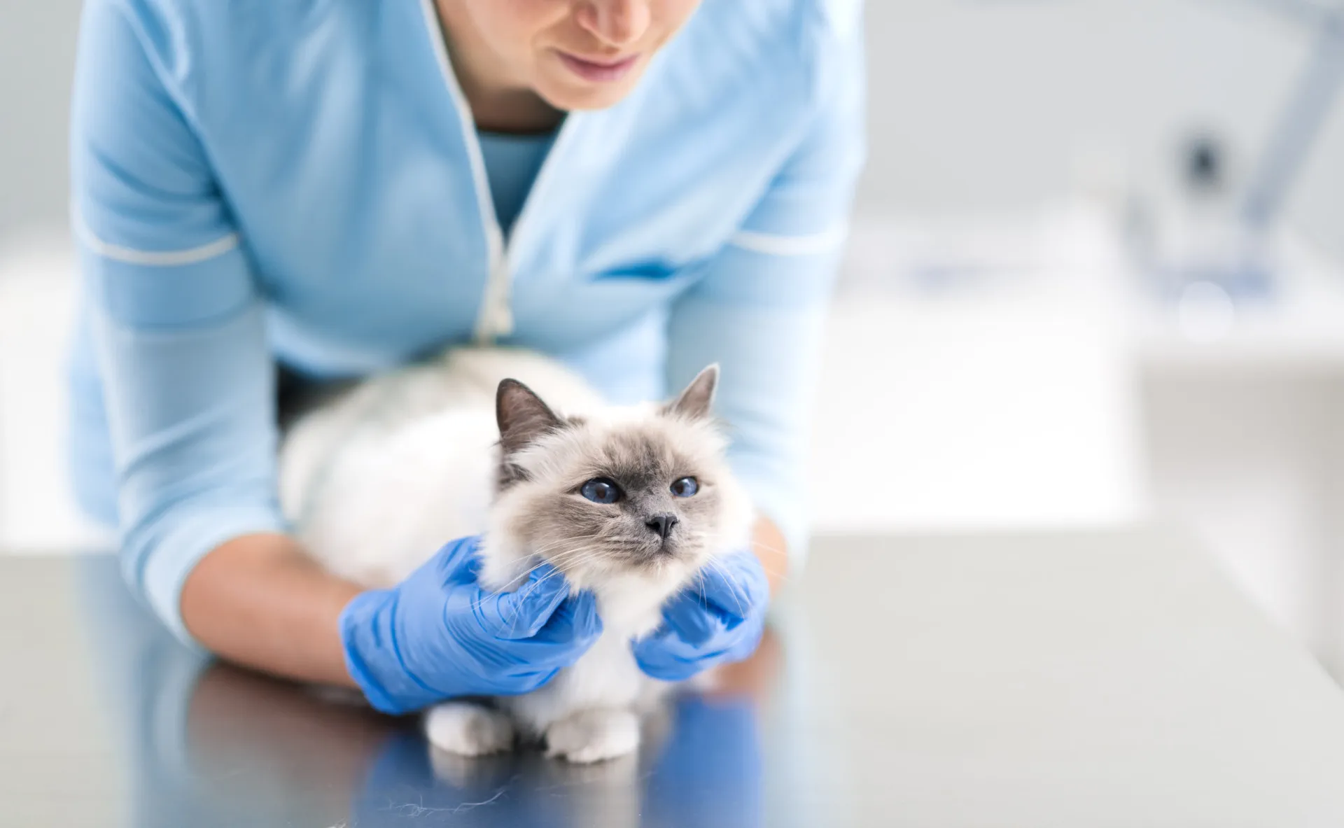 Um veterinário usando um instrumento para remover o tártaro dos dentes de um cachorro sedado.