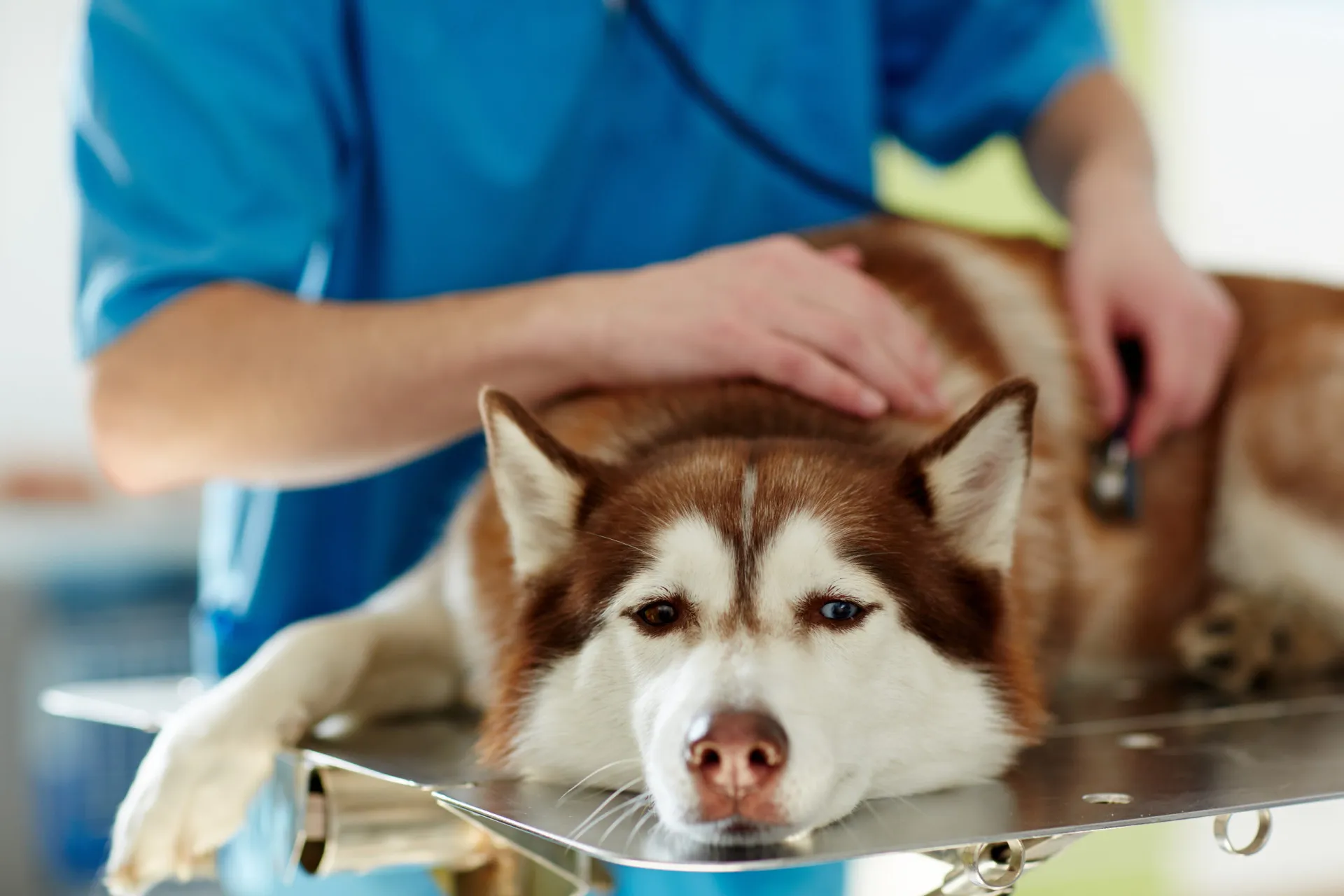 Um cachorro obeso deitado no chão, representando um fator de risco para diabetes.