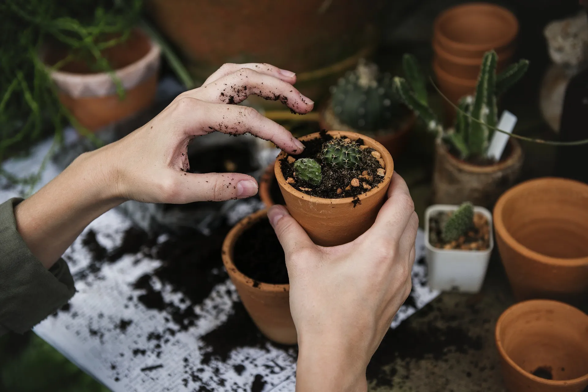 Mãos cuidadosas plantando uma pequena muda em um jardim.