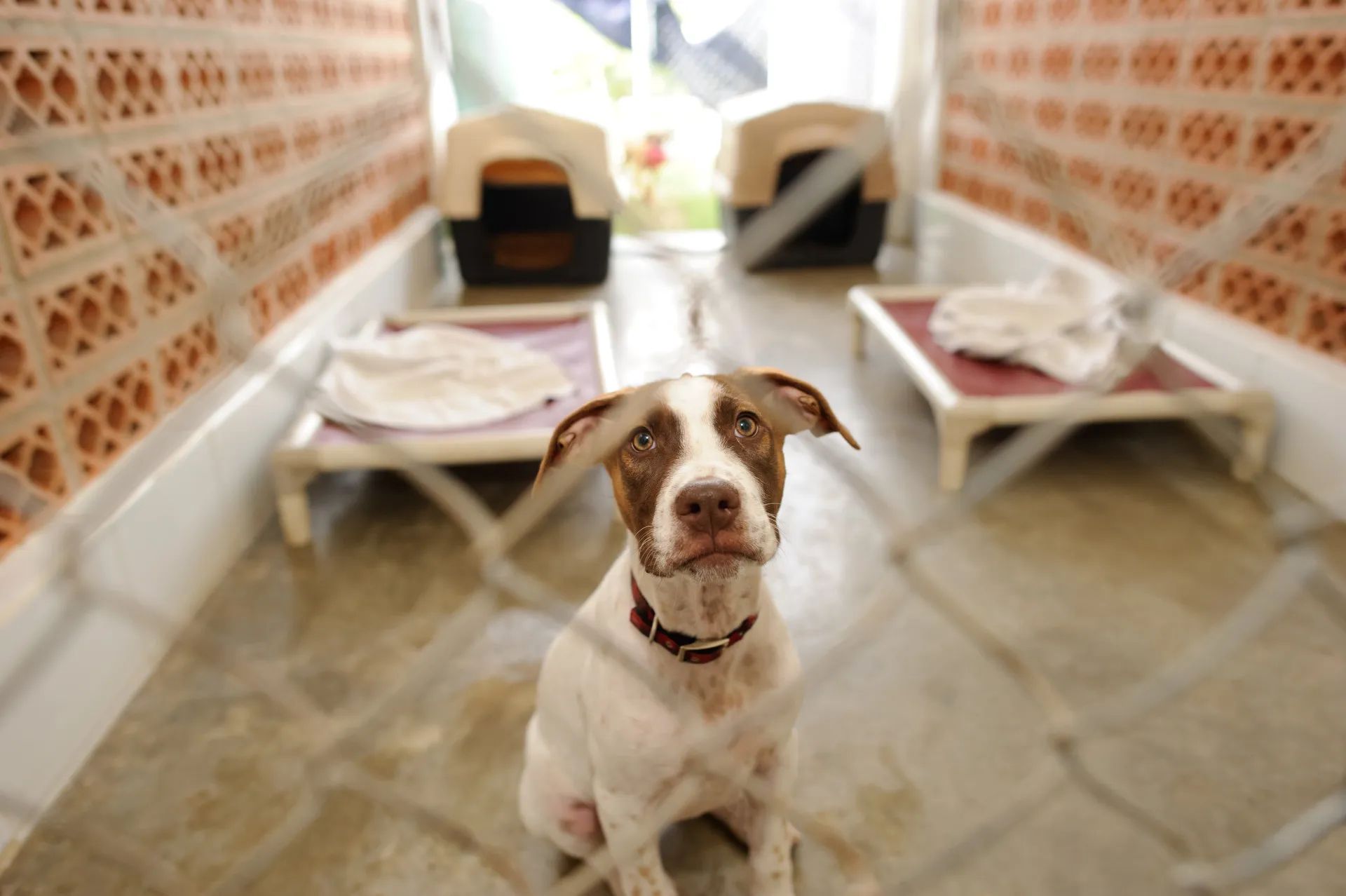 Pessoa entregando seu cachorro para um amigo ou familiar em um local seguro.