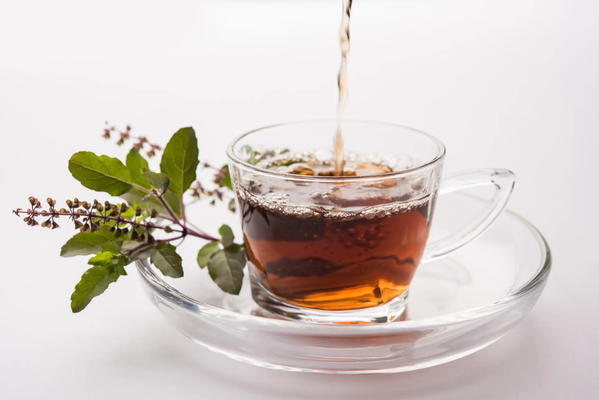 Folhas de manjericão sagrado, ou tulsi, com suas bordas serrilhadas e cor verde intensa.