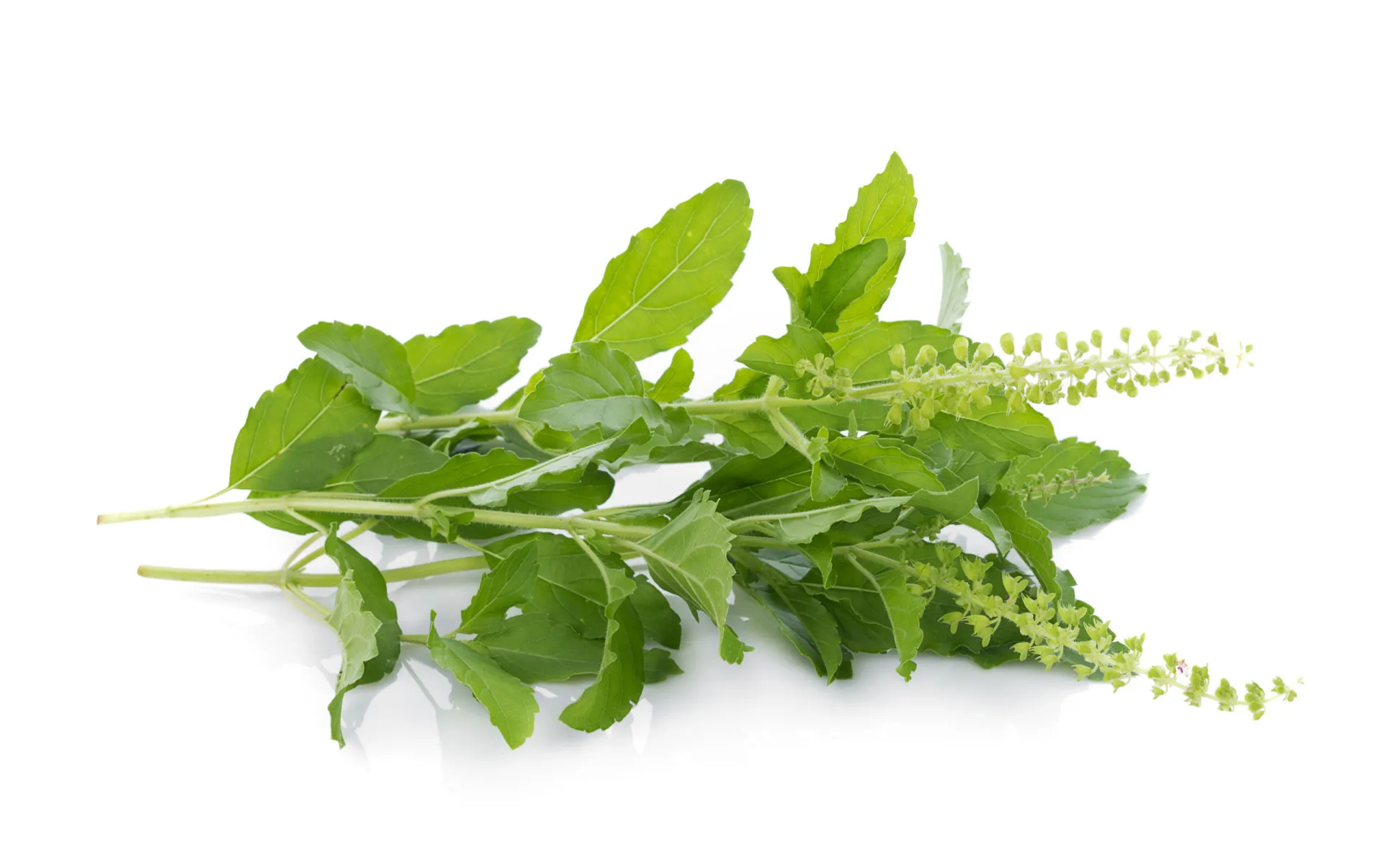 Chá de tulsi (manjericão sagrado) sendo servido, com folhas frescas ao lado.