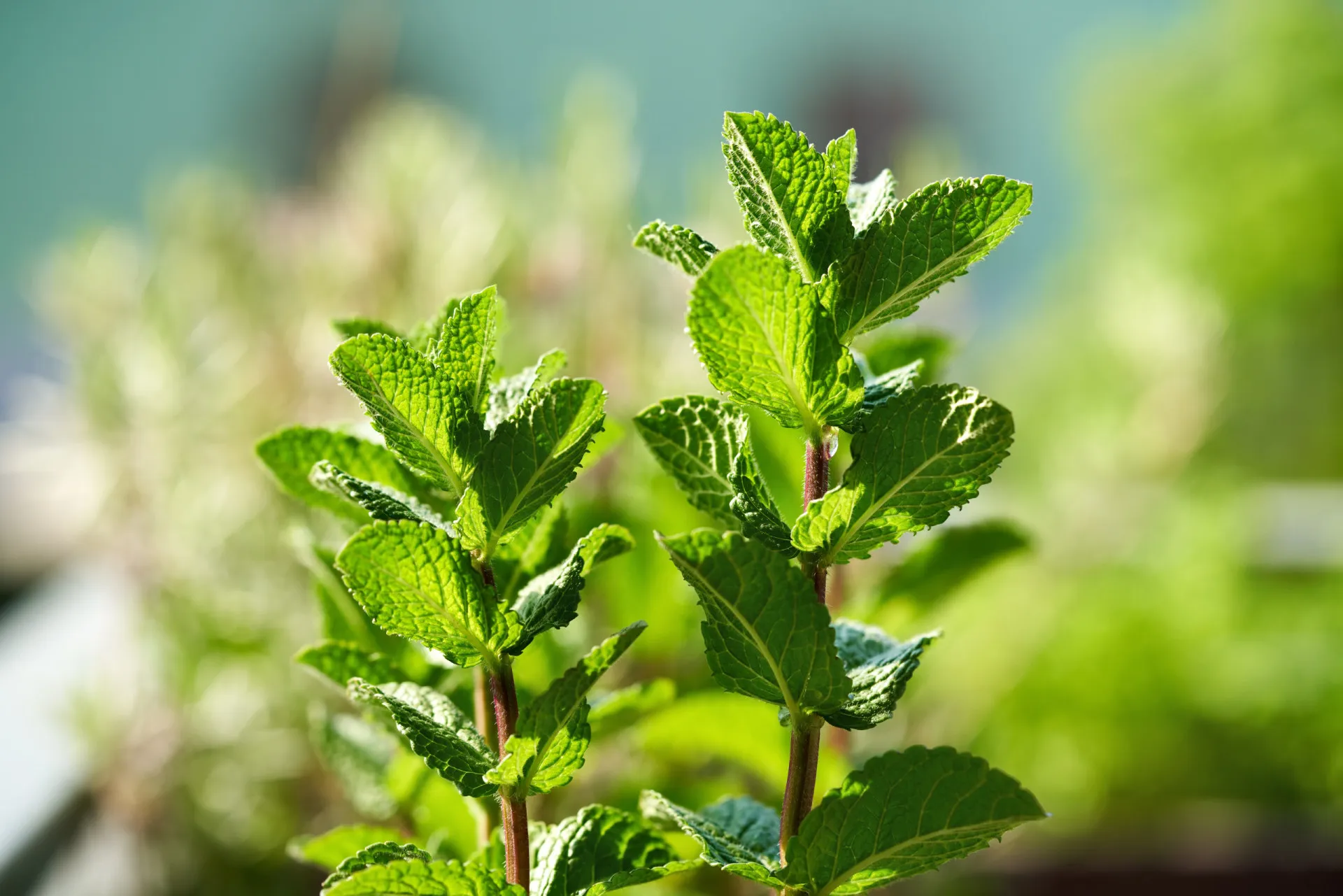 Folhas frescas de hortelã-pimenta, verdes e vibrantes, prontas para uso.